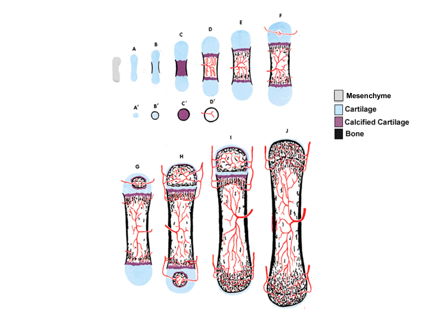 Croissance et os page 15