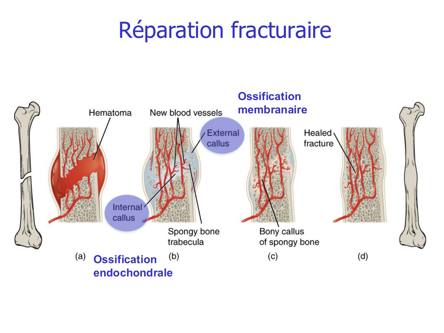 Croissance et os page 17
