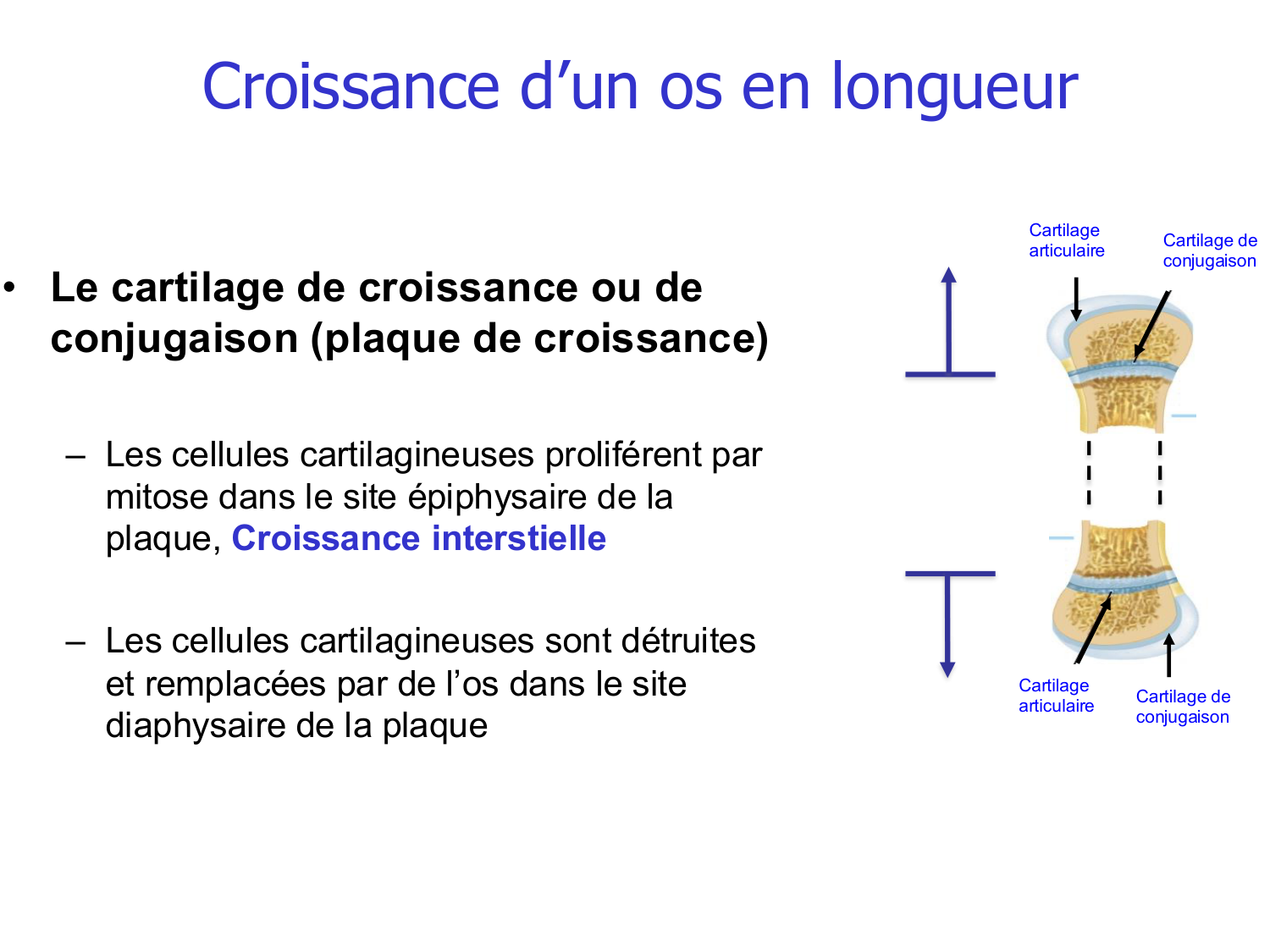 Croissance et os page 19