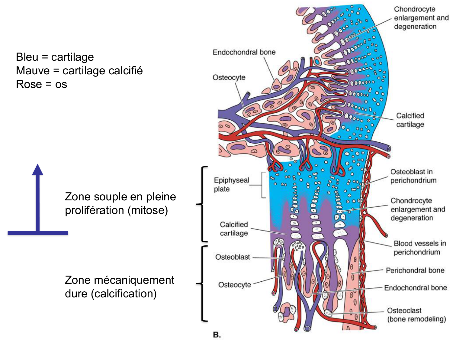 Croissance et os page 20