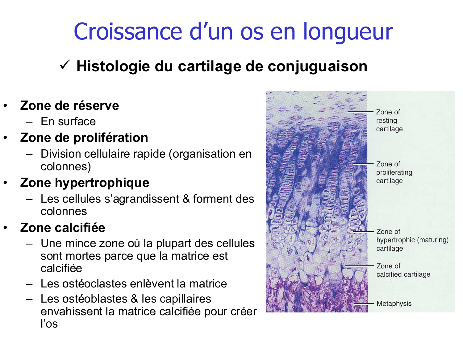 Croissance et os page 21
