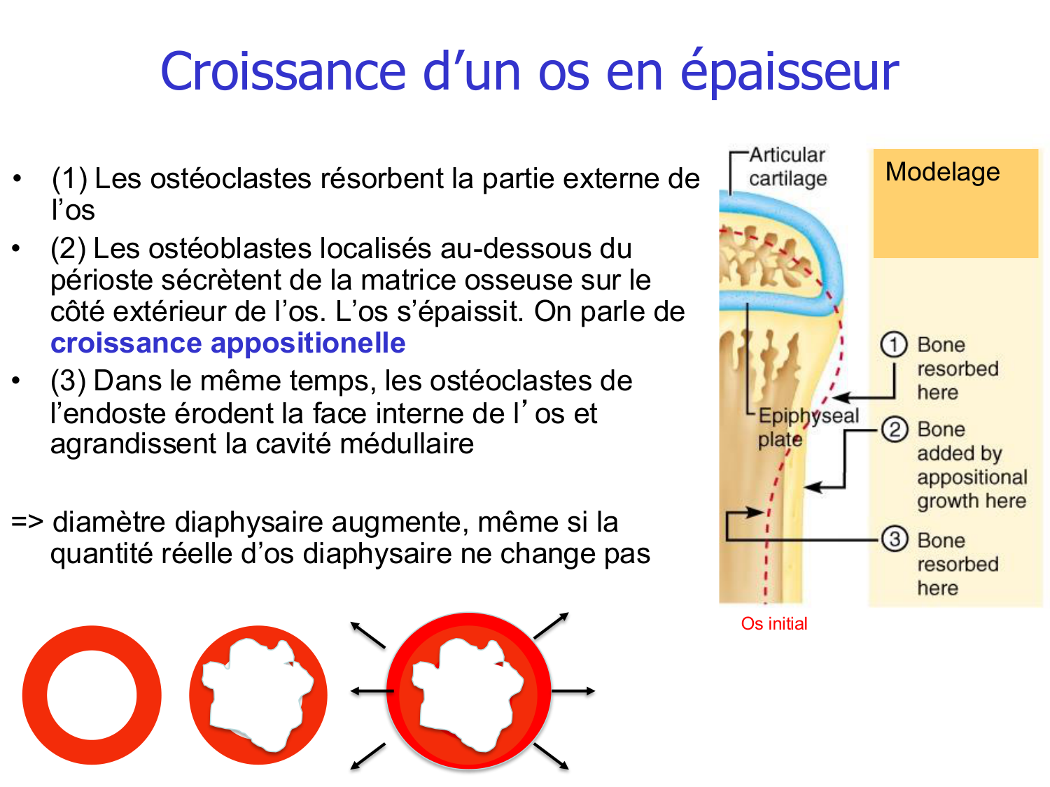 Croissance et os page 24