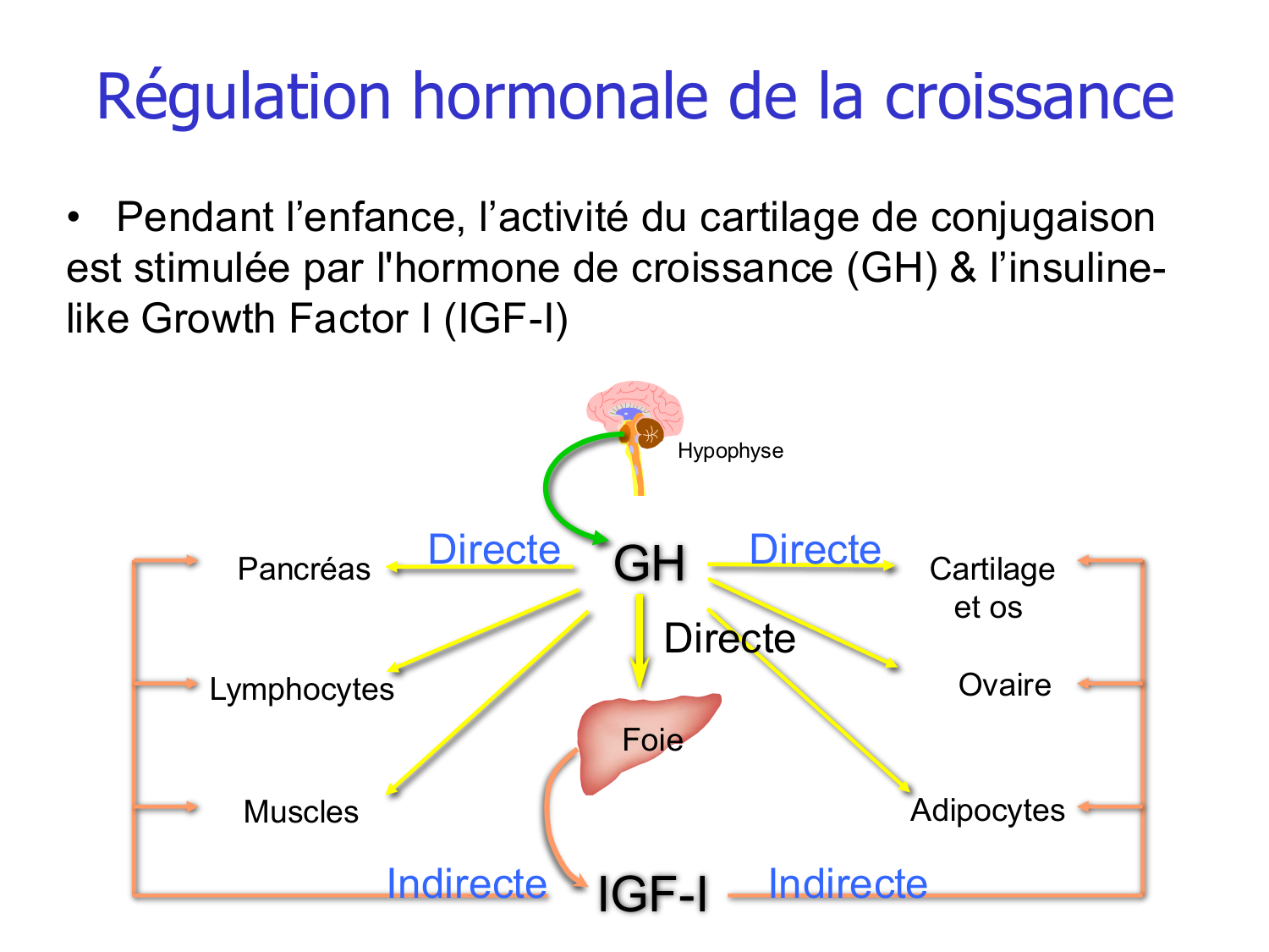 Croissance et os page 26