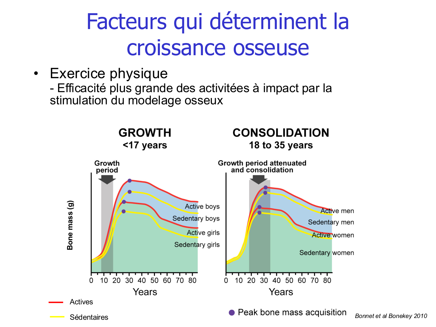 Croissance et os page 29