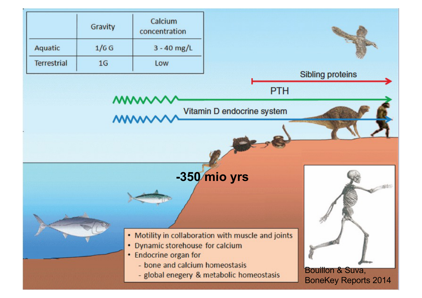 Remodelage osseux page 3