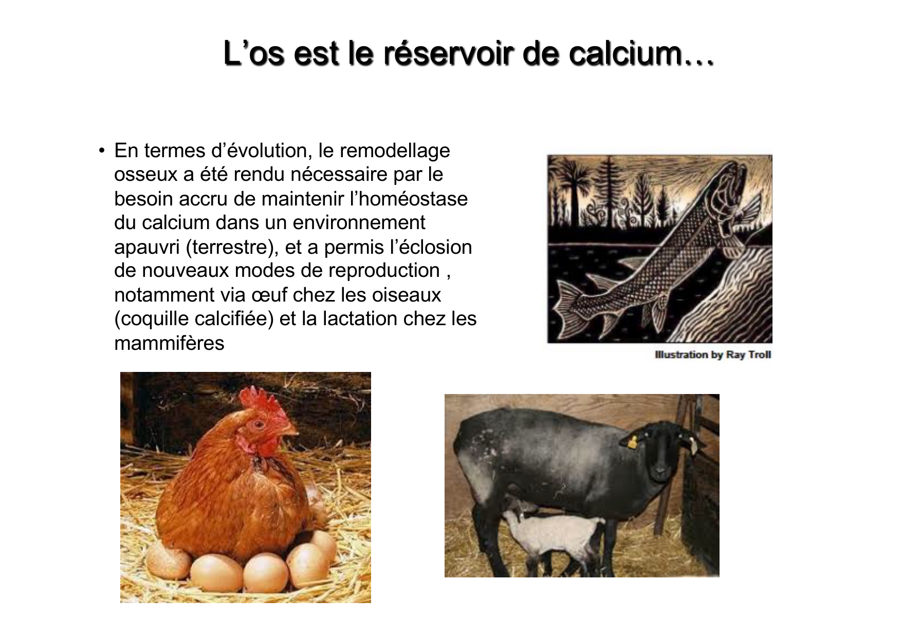 Remodelage osseux page 4