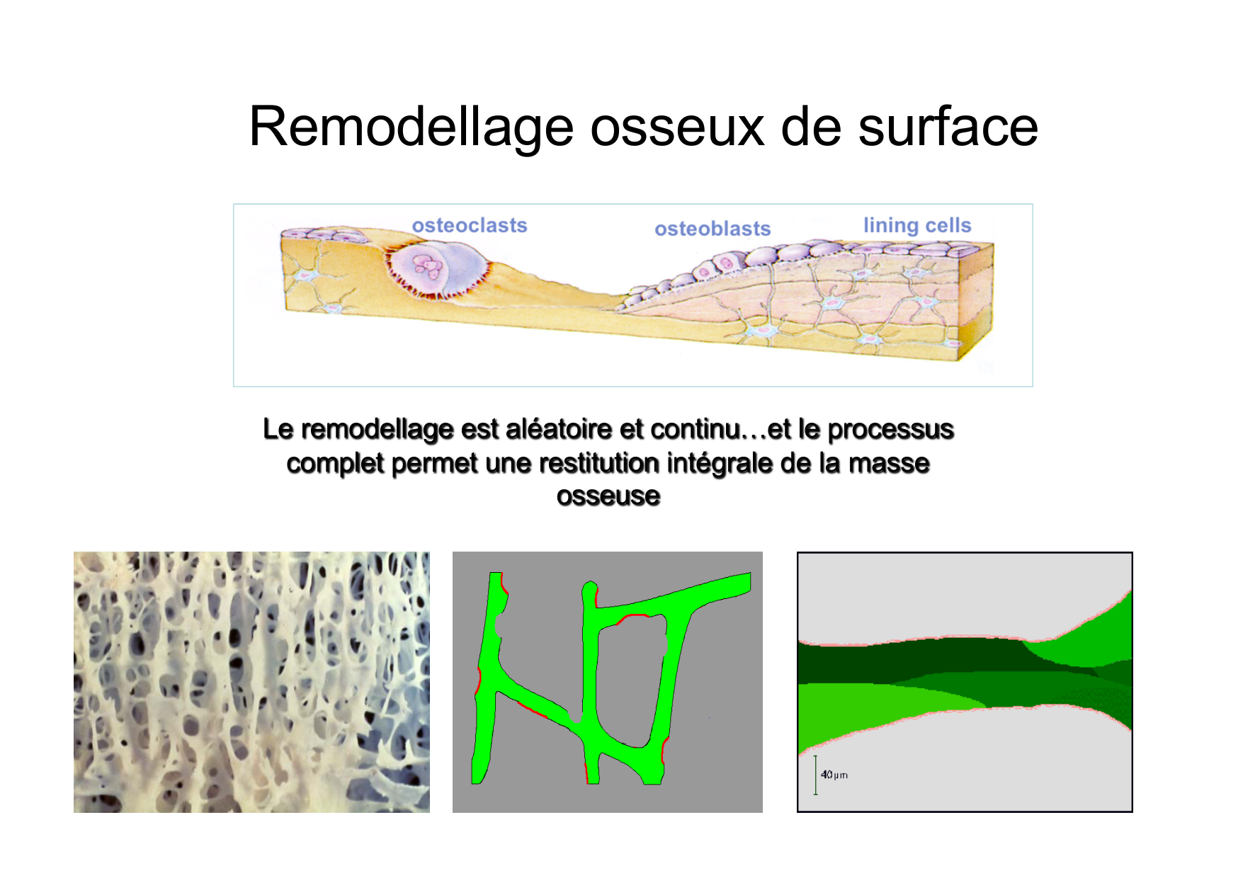 Remodelage osseux page 6
