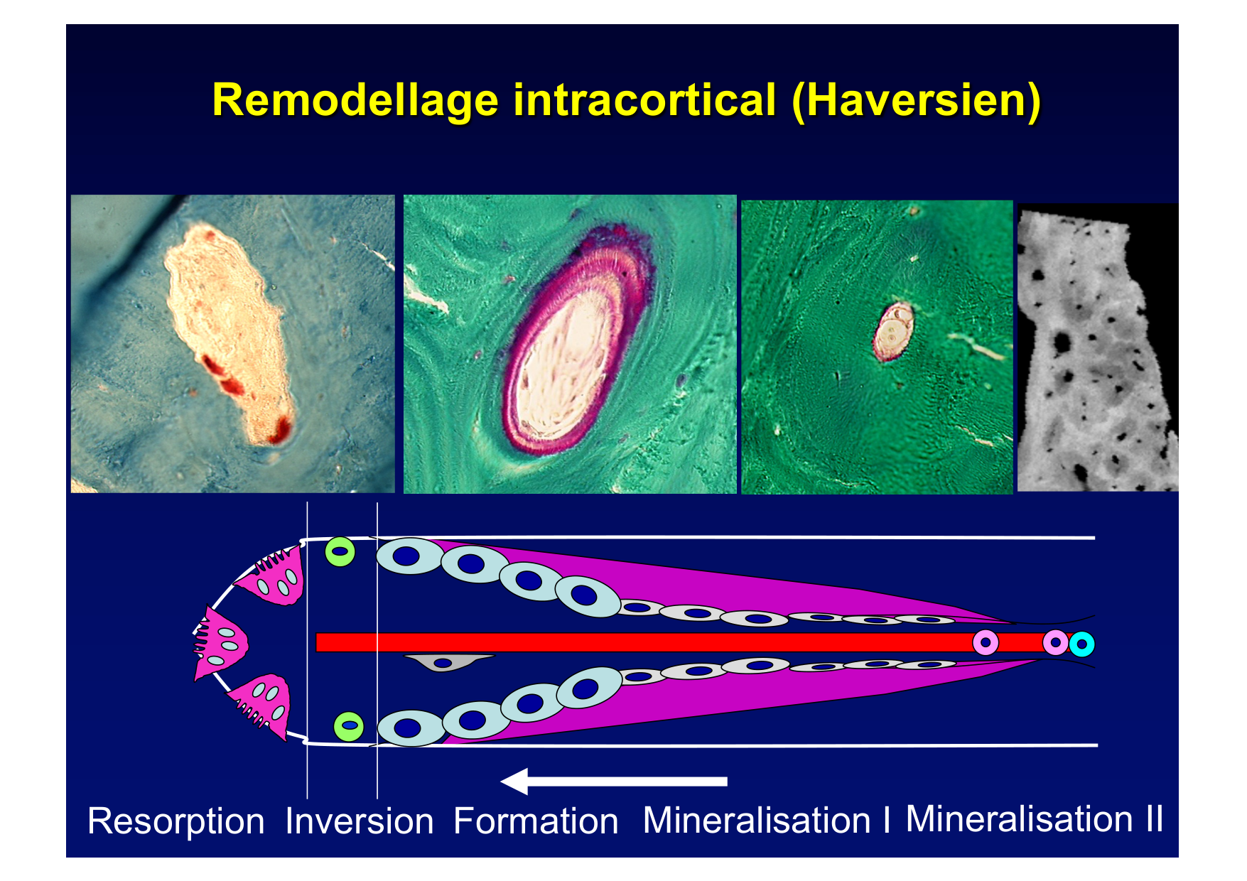 Remodelage osseux page 7