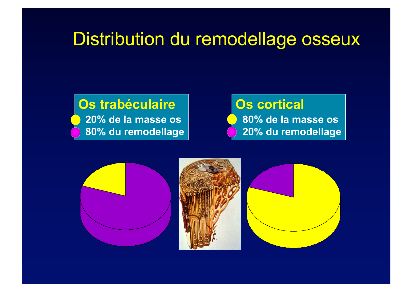 Remodelage osseux page 8