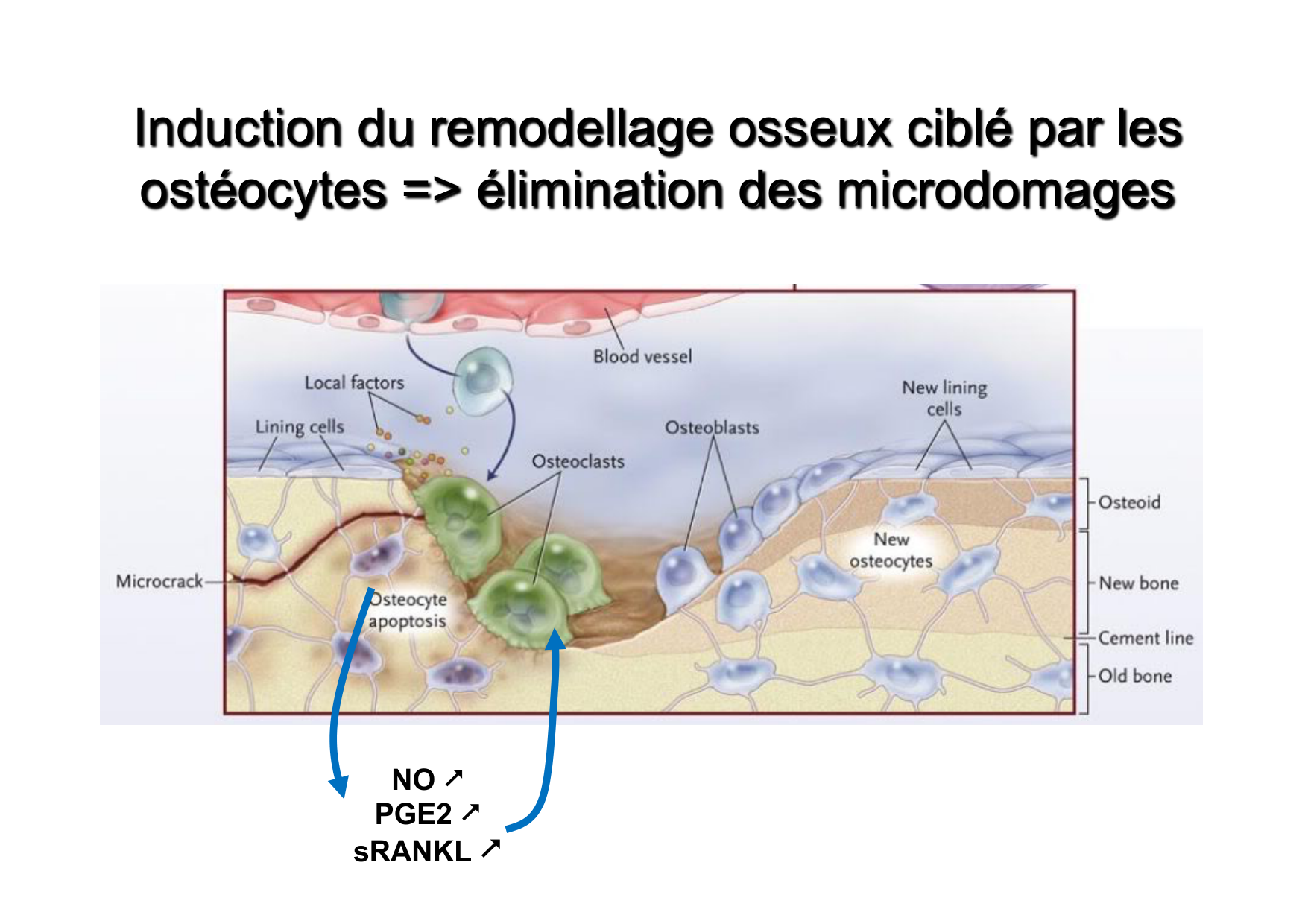 Remodelage osseux page 11