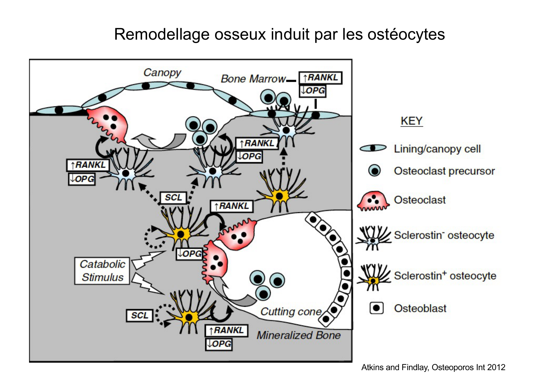 Remodelage osseux page 12