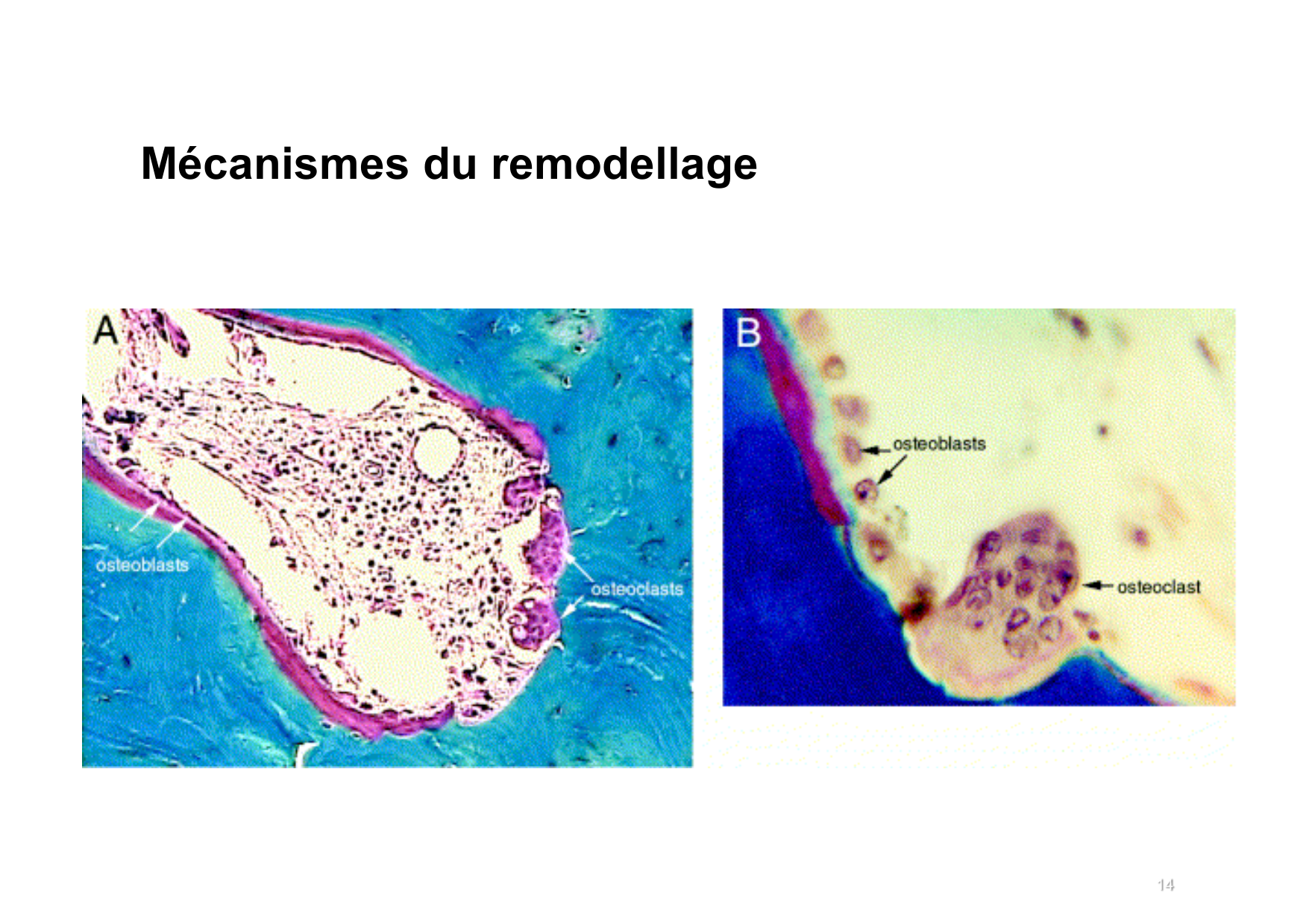 Remodelage osseux page 14