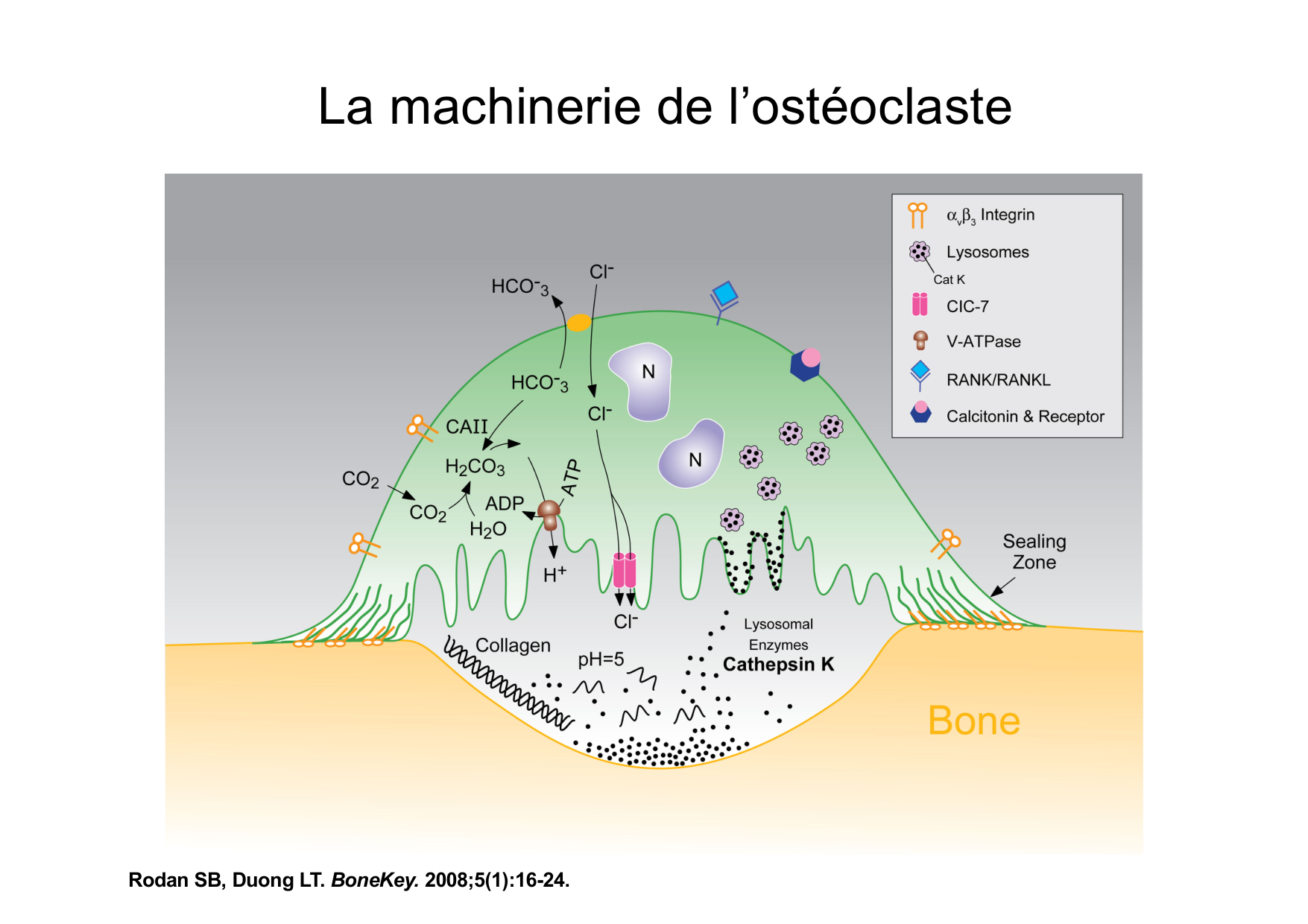 Remodelage osseux page 15