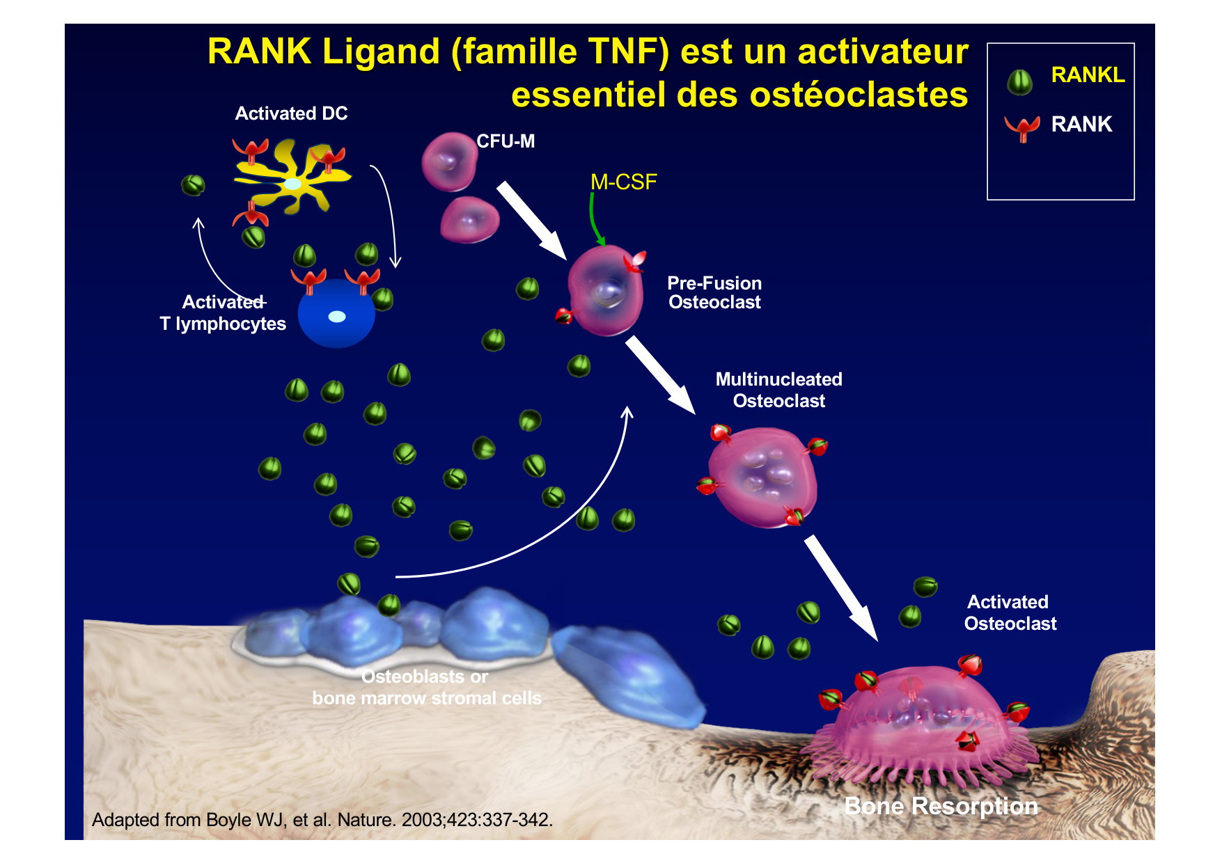 Remodelage osseux page 18