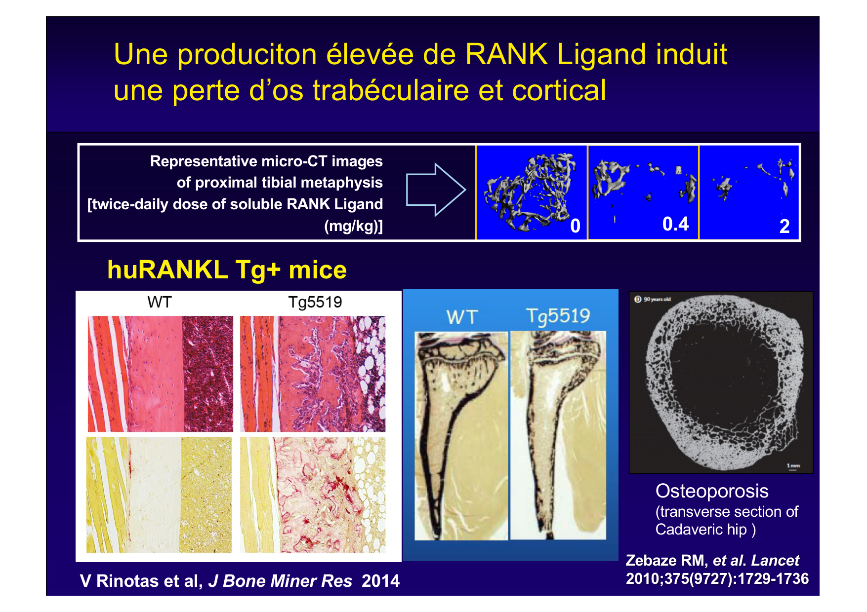 Remodelage osseux page 19