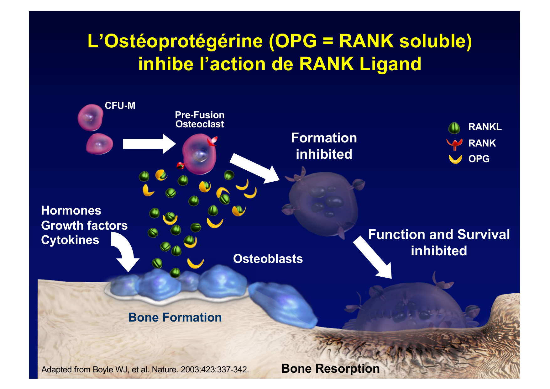 Remodelage osseux page 21