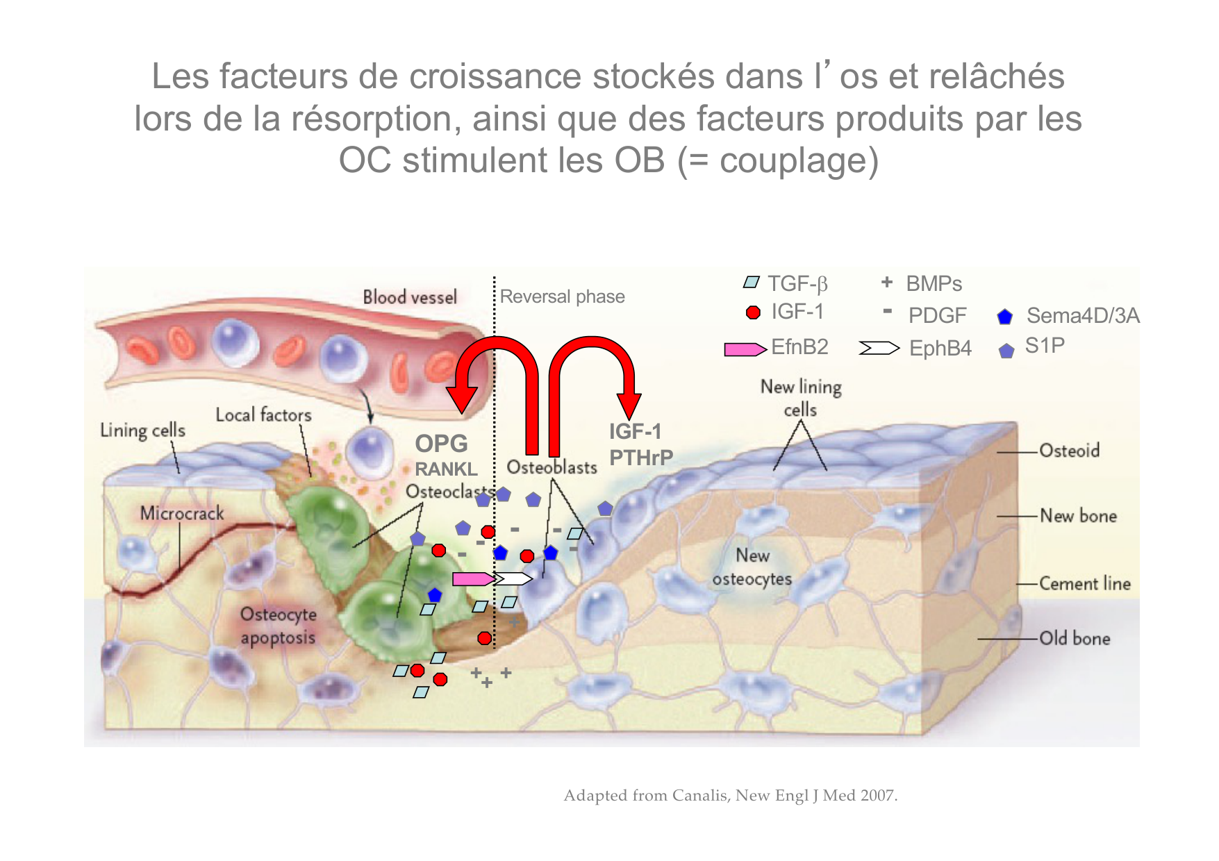 Remodelage osseux page 25