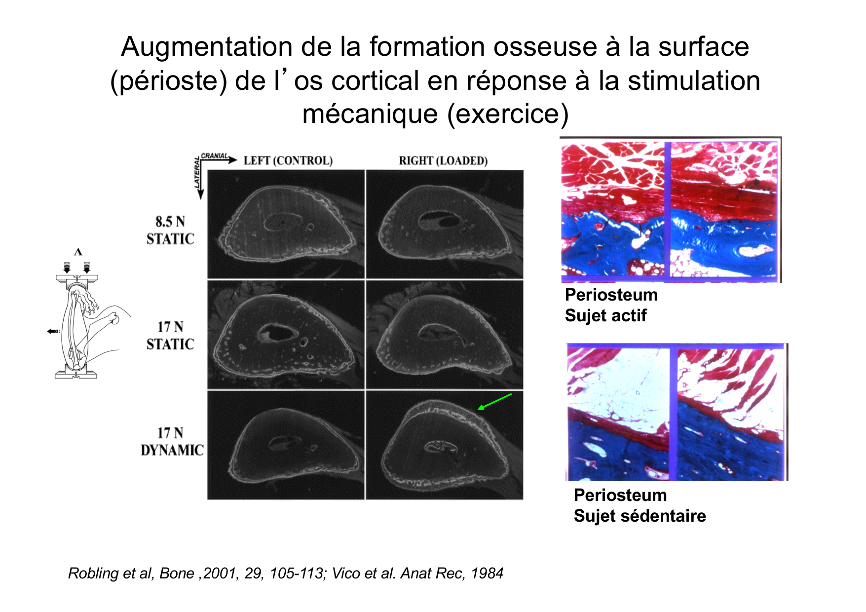 Remodelage osseux page 29