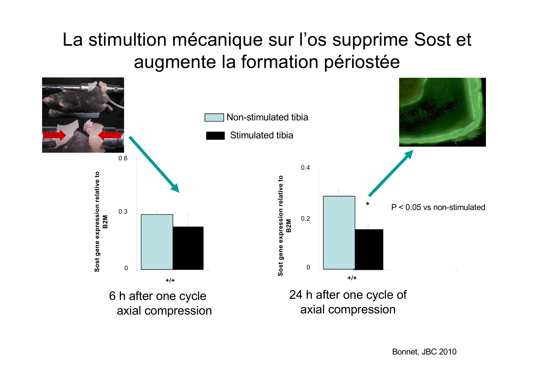 Remodelage osseux page 30