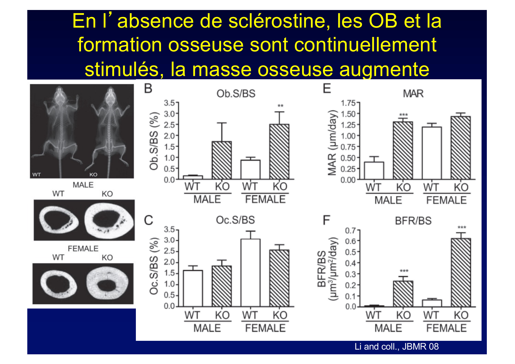 Remodelage osseux page 32