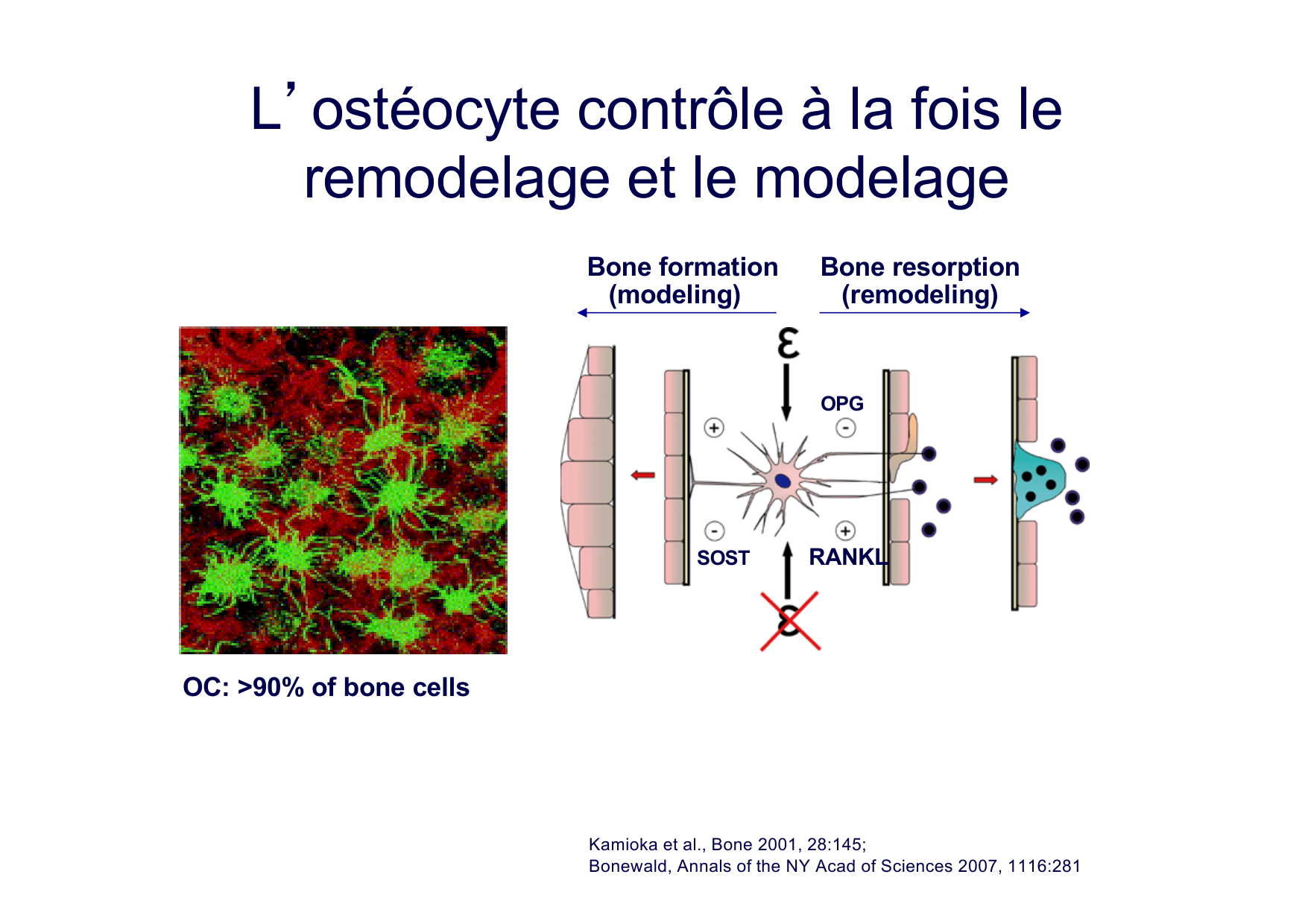Remodelage osseux page 33