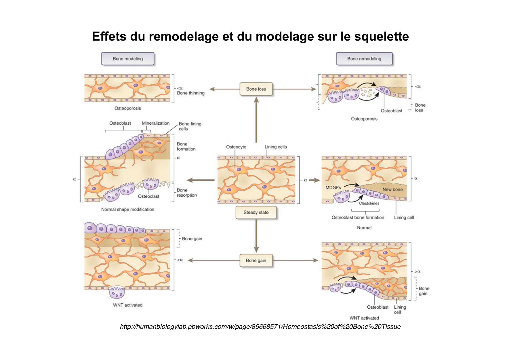 Remodelage osseux page 34