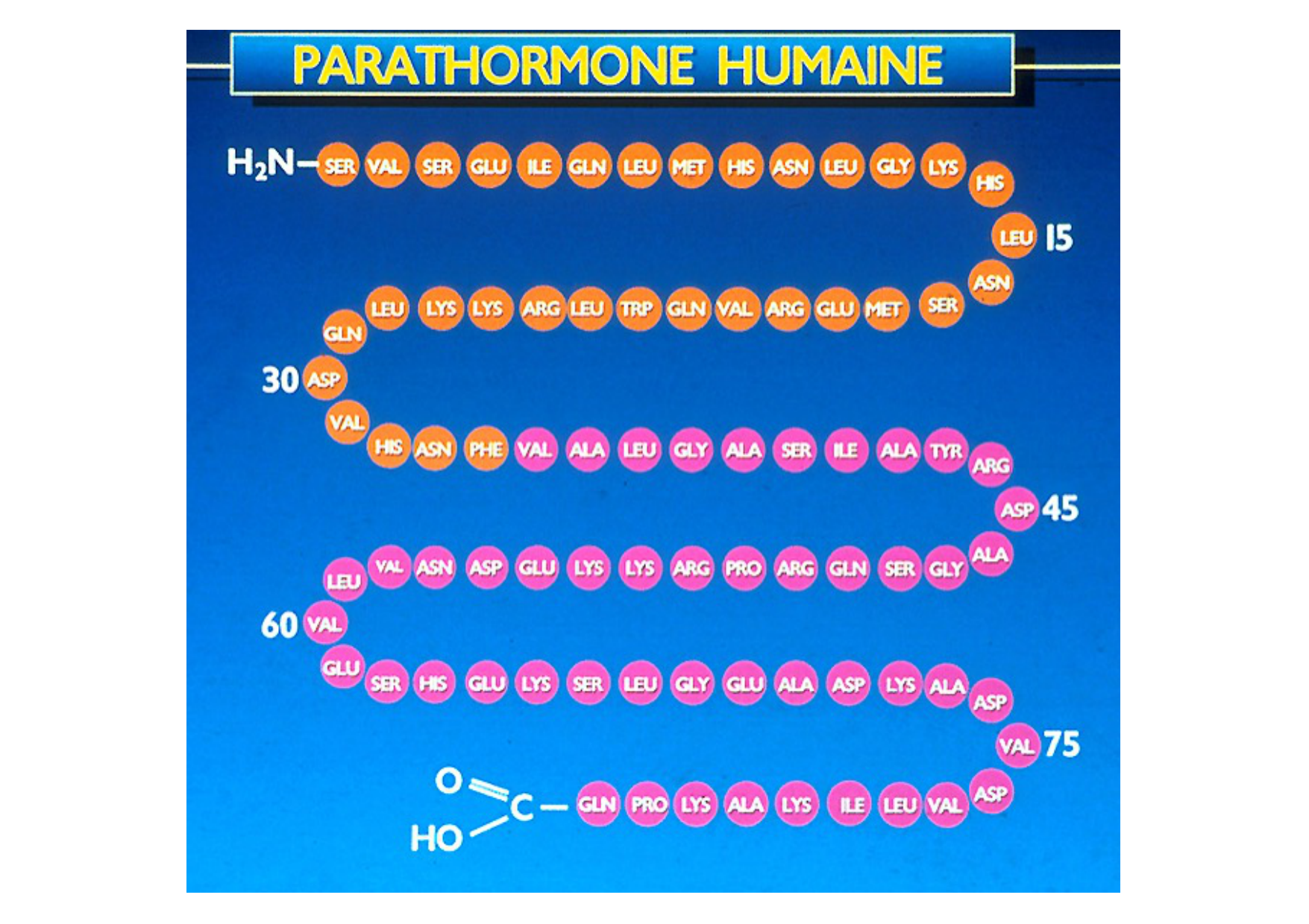 Remodelage osseux page 36
