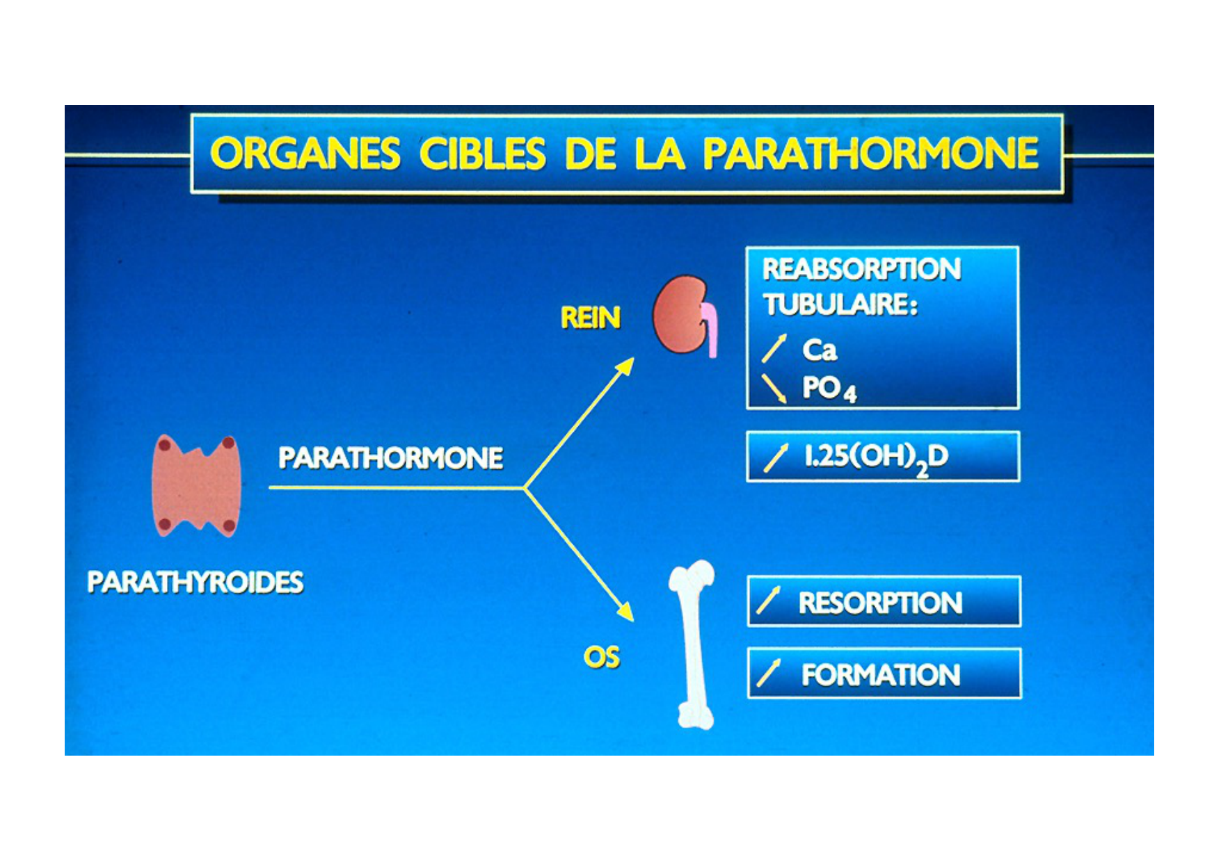 Remodelage osseux page 37