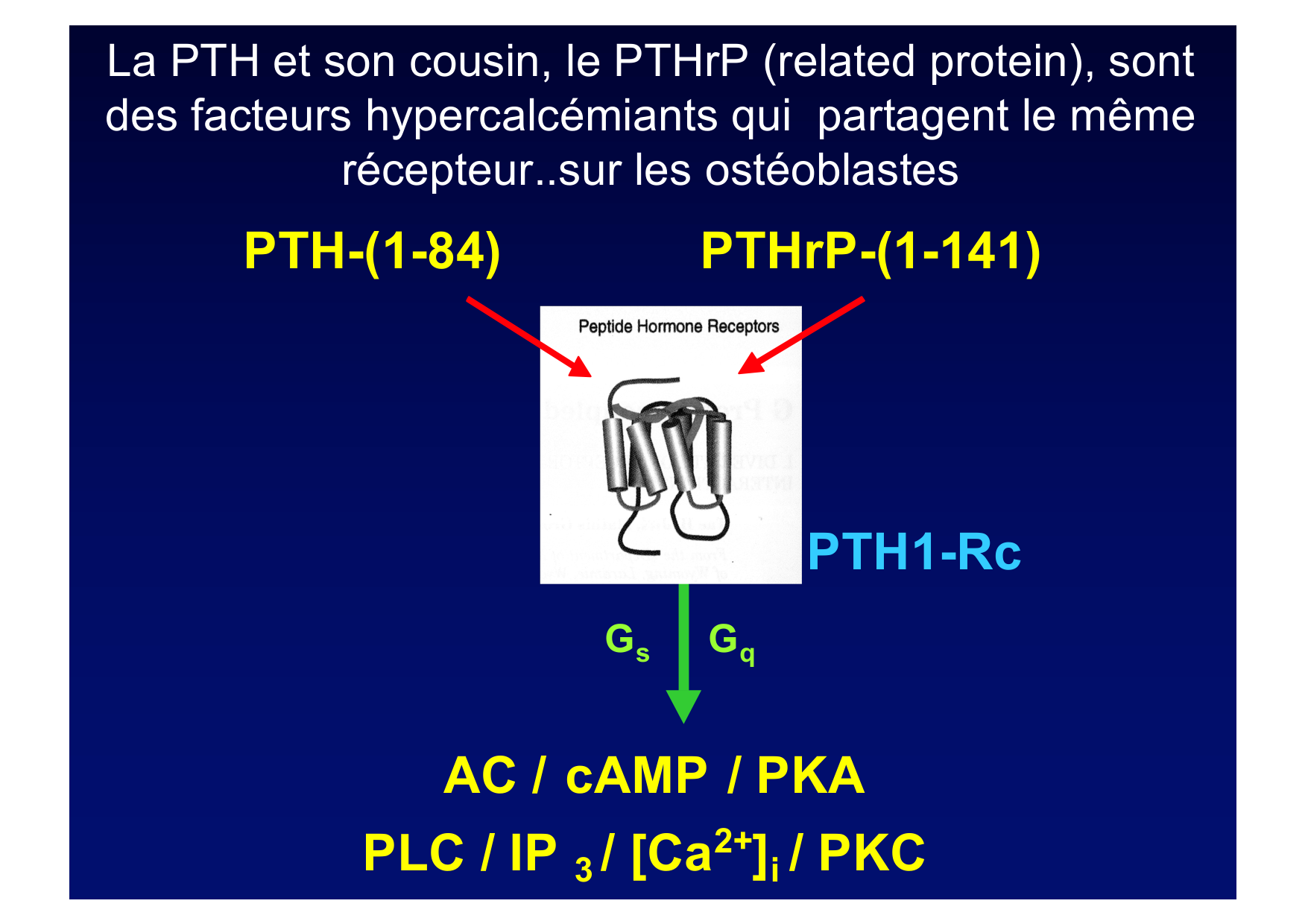 Remodelage osseux page 40