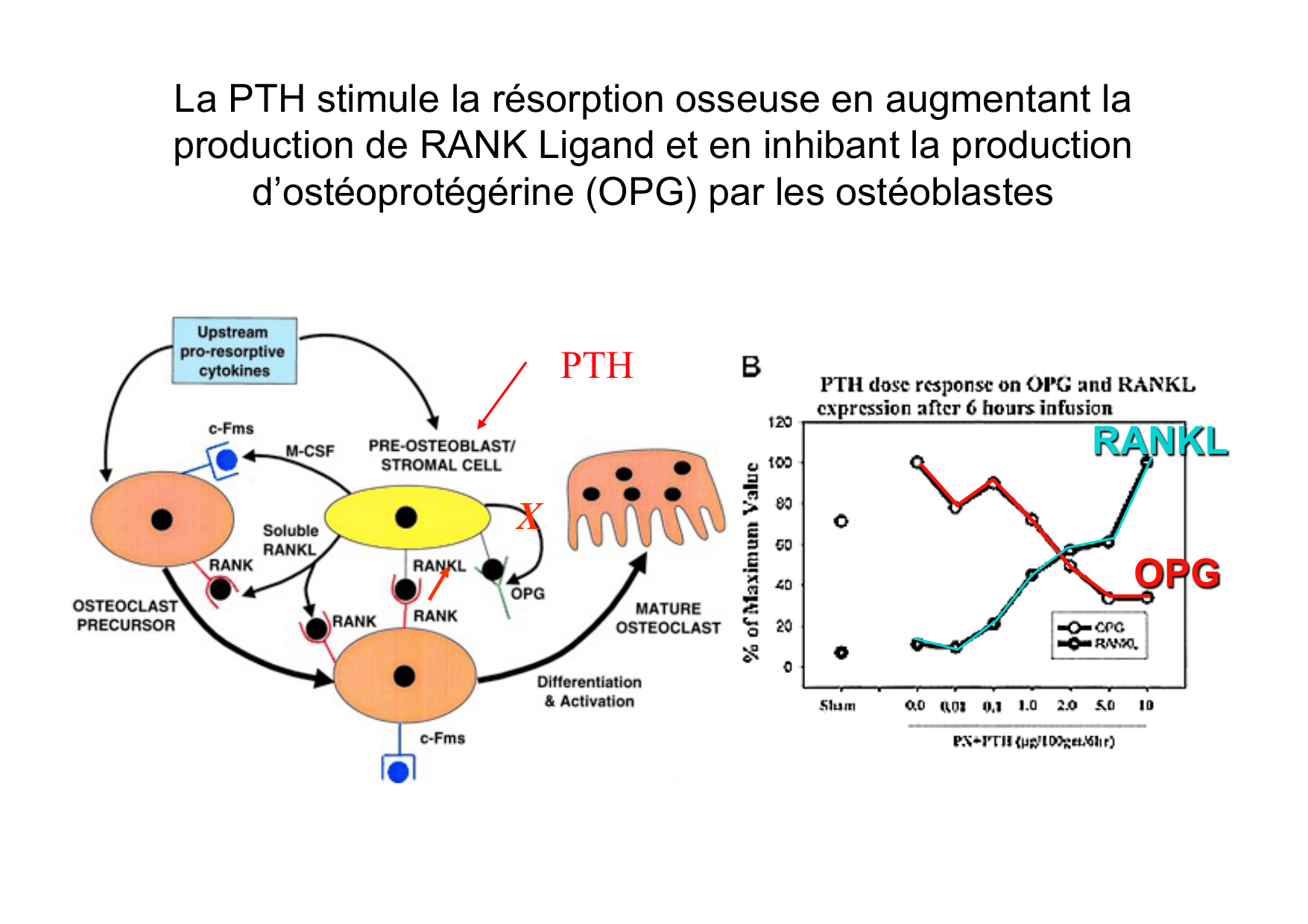 Remodelage osseux page 41