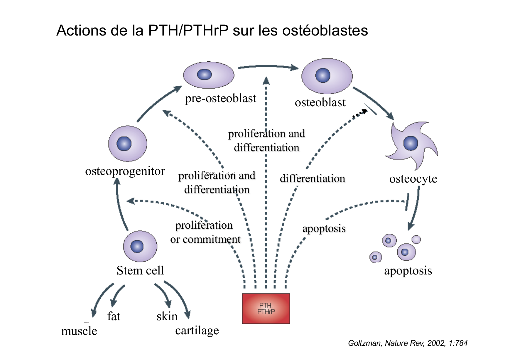 Remodelage osseux page 42