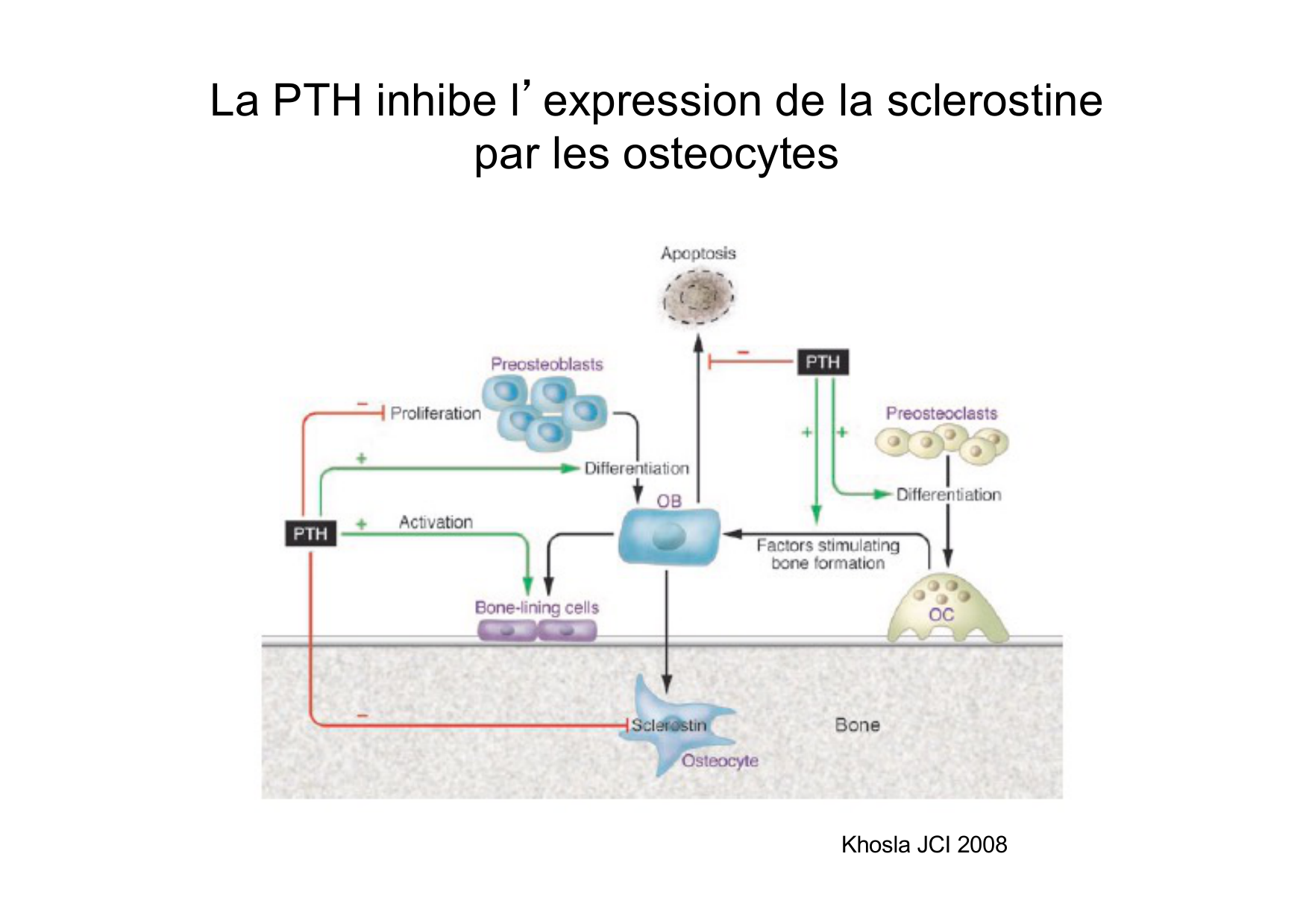 Remodelage osseux page 43