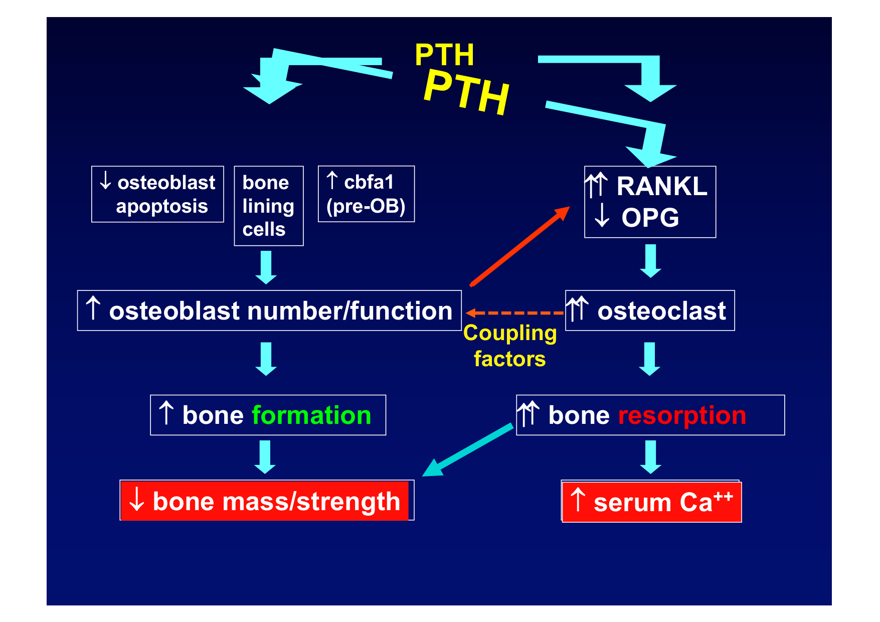 Remodelage osseux page 44