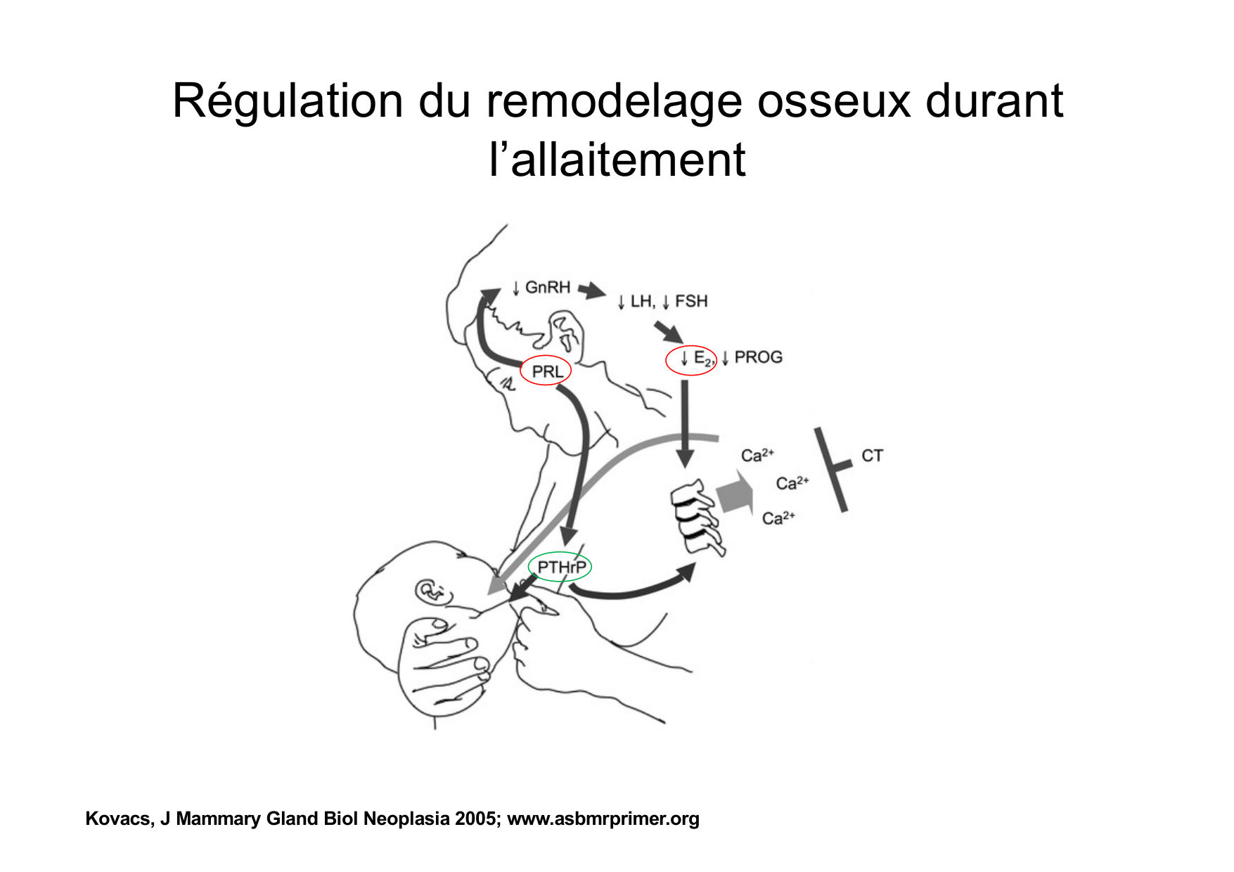 Remodelage osseux page 48