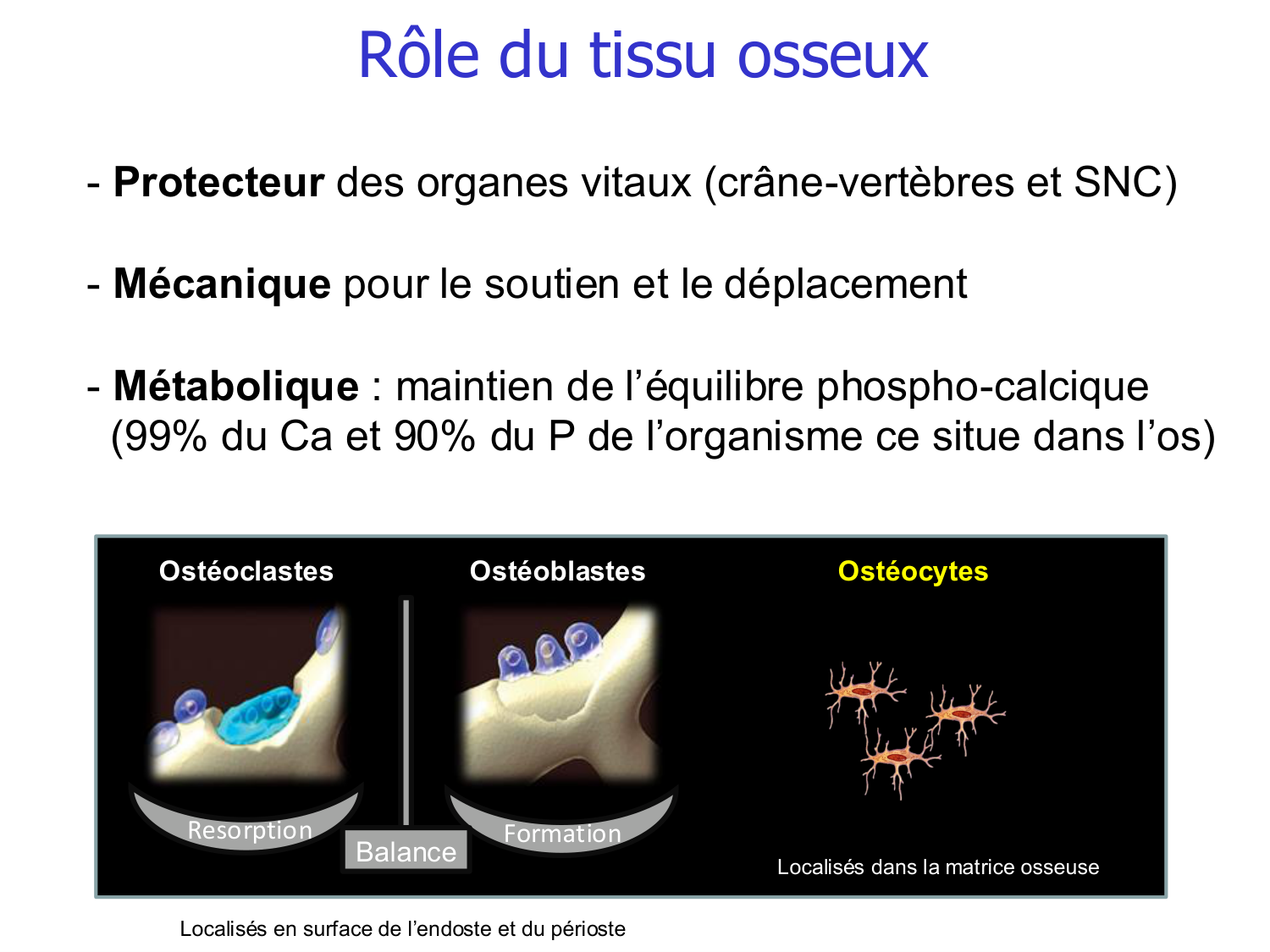Structure et minéralisation osseuses page 4