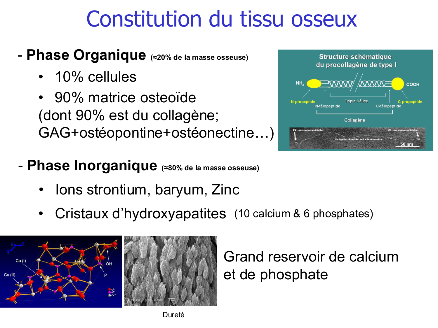 Structure et minéralisation osseuses page 5