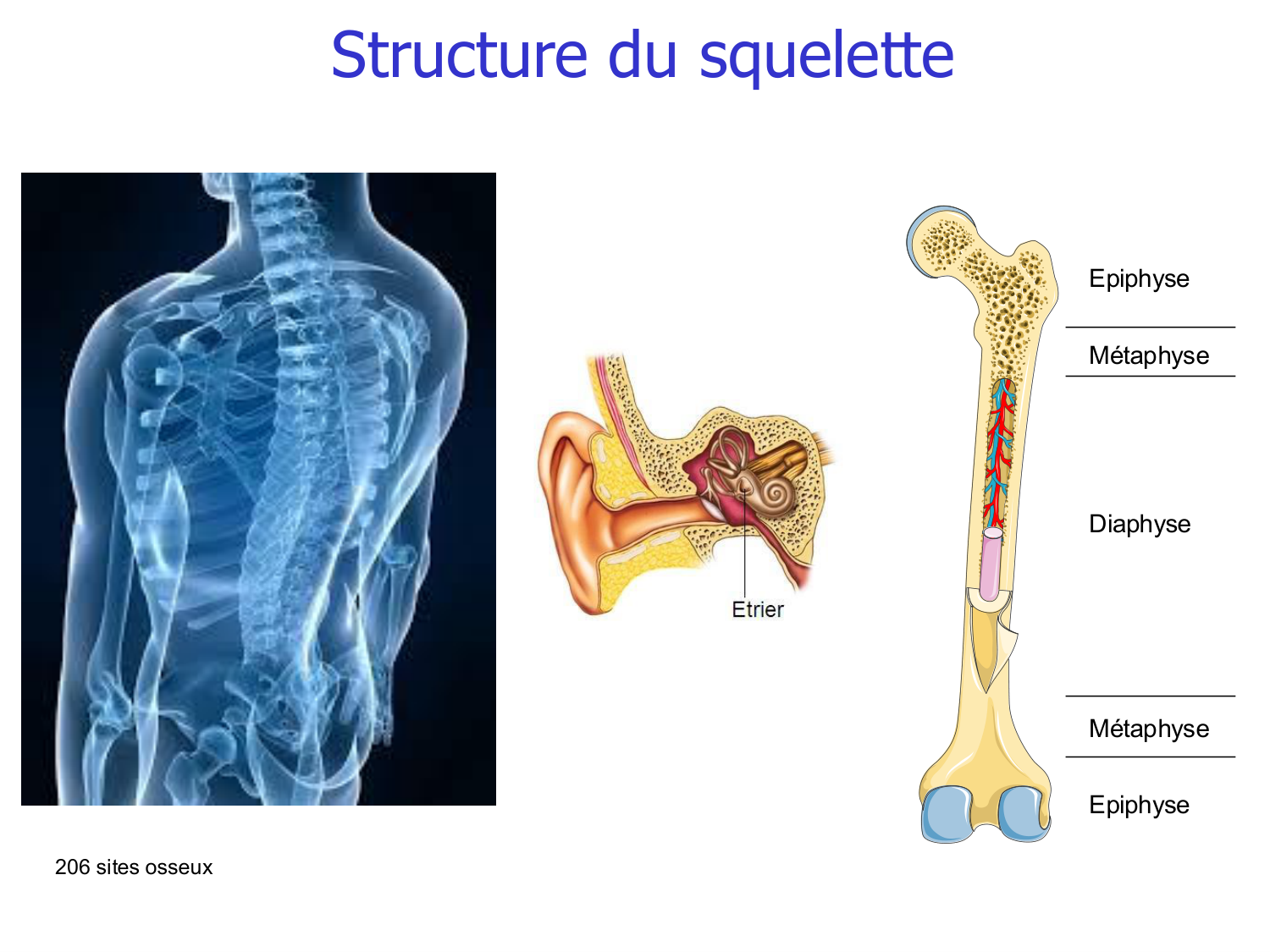 Structure et minéralisation osseuses page 6