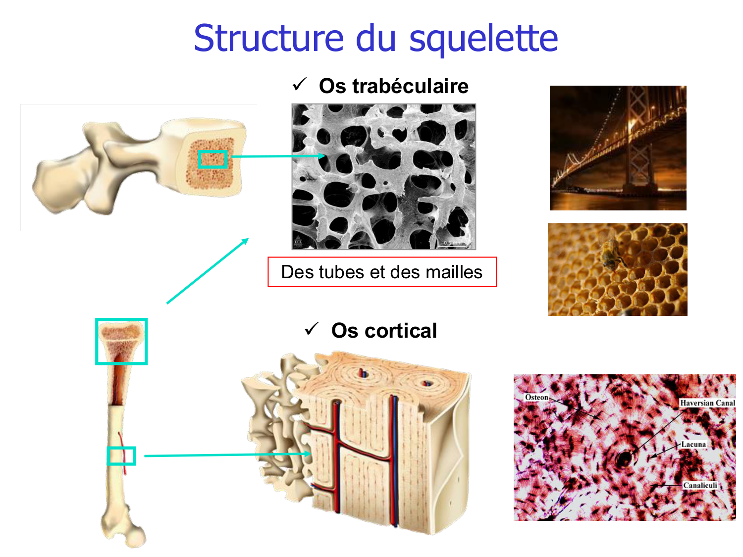 Structure et minéralisation osseuses page 7