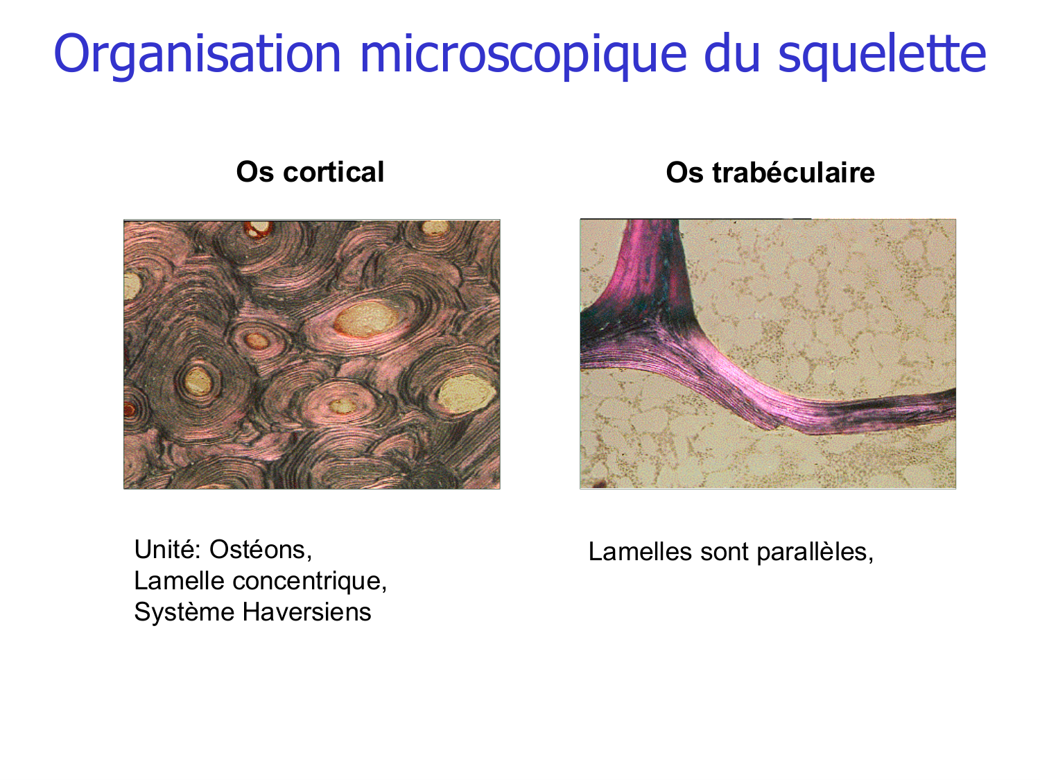 Structure et minéralisation osseuses page 8