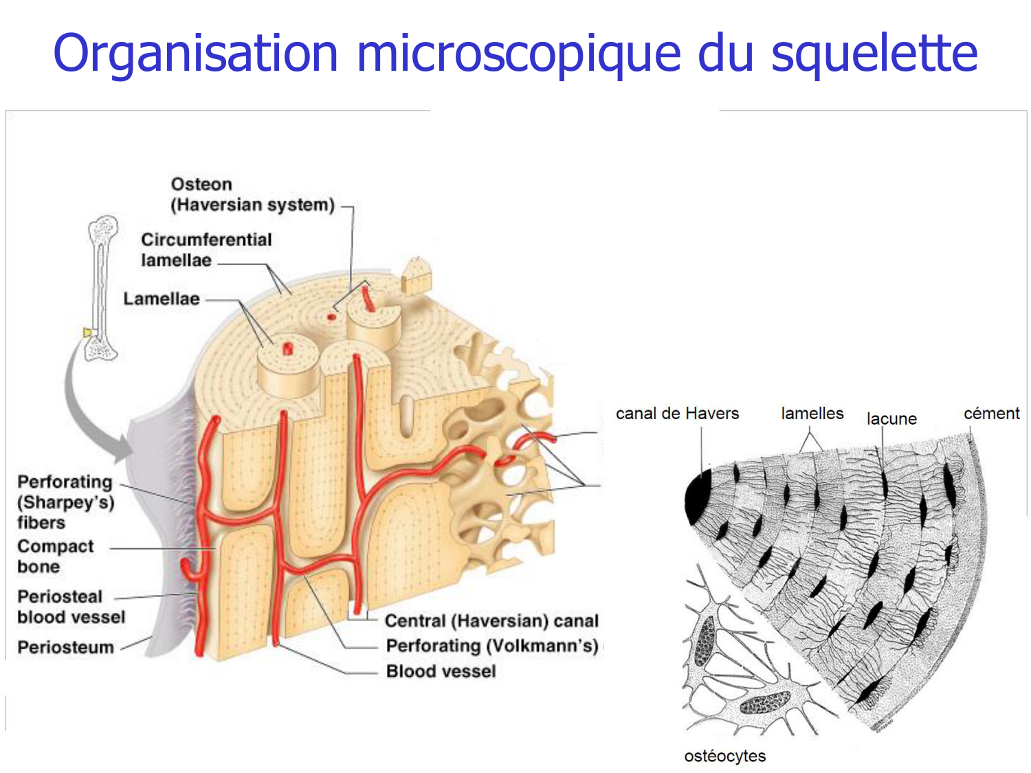Structure et minéralisation osseuses page 9
