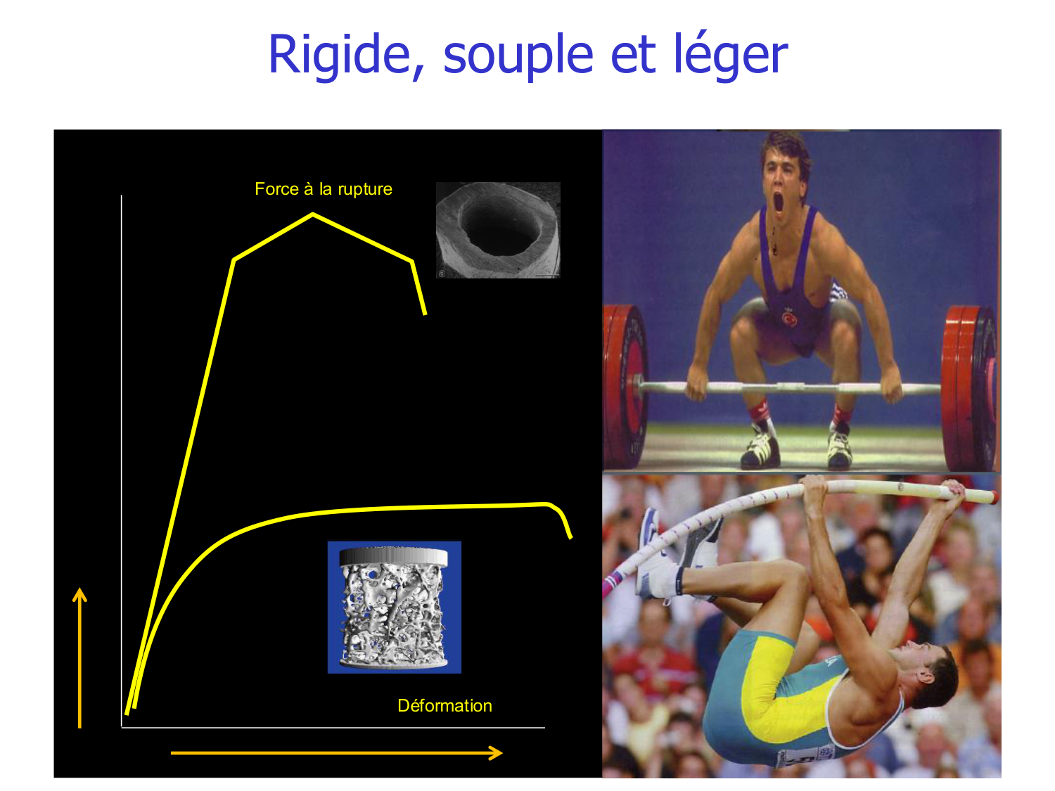 Structure et minéralisation osseuses page 11