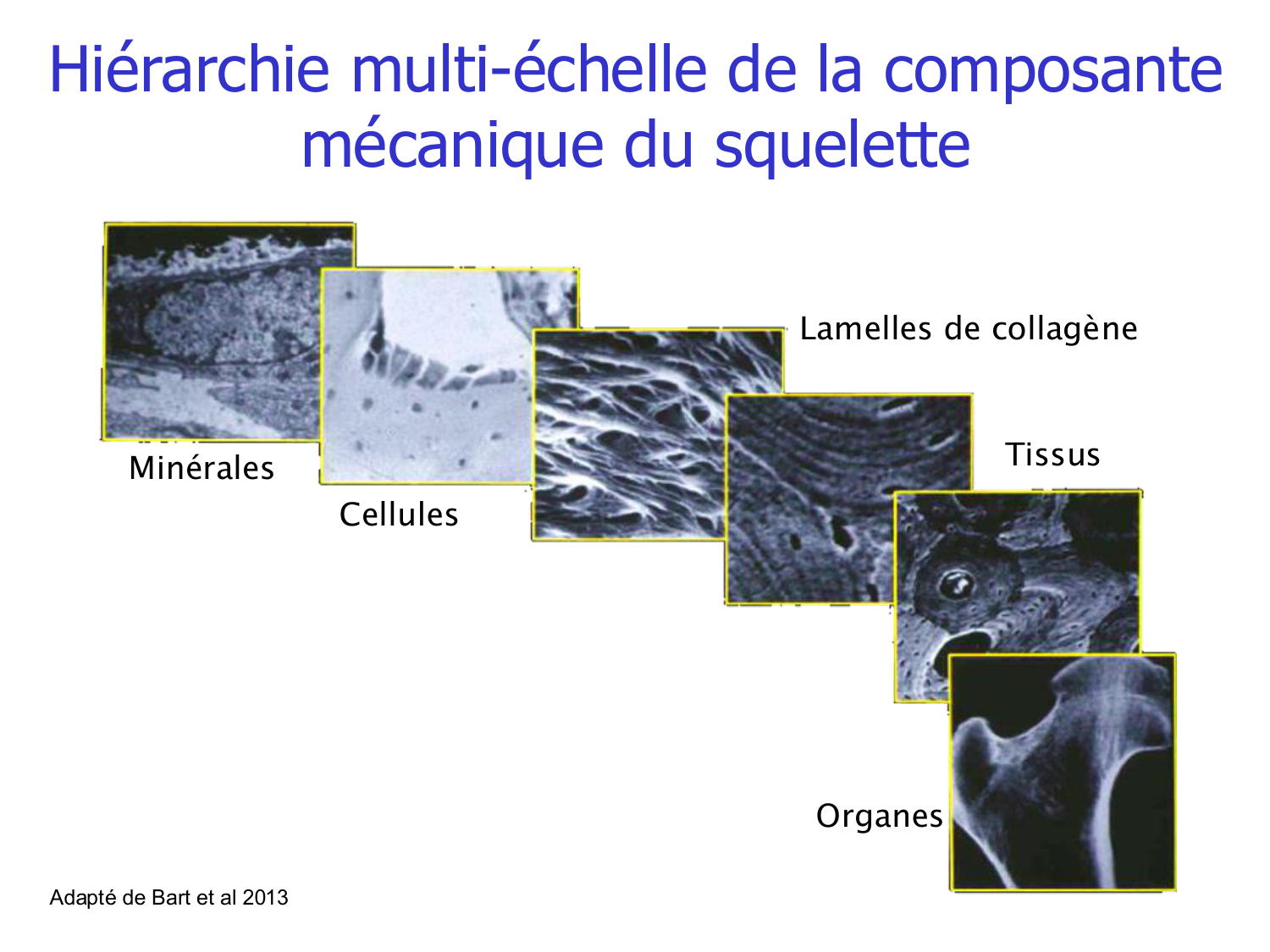 Structure et minéralisation osseuses page 14