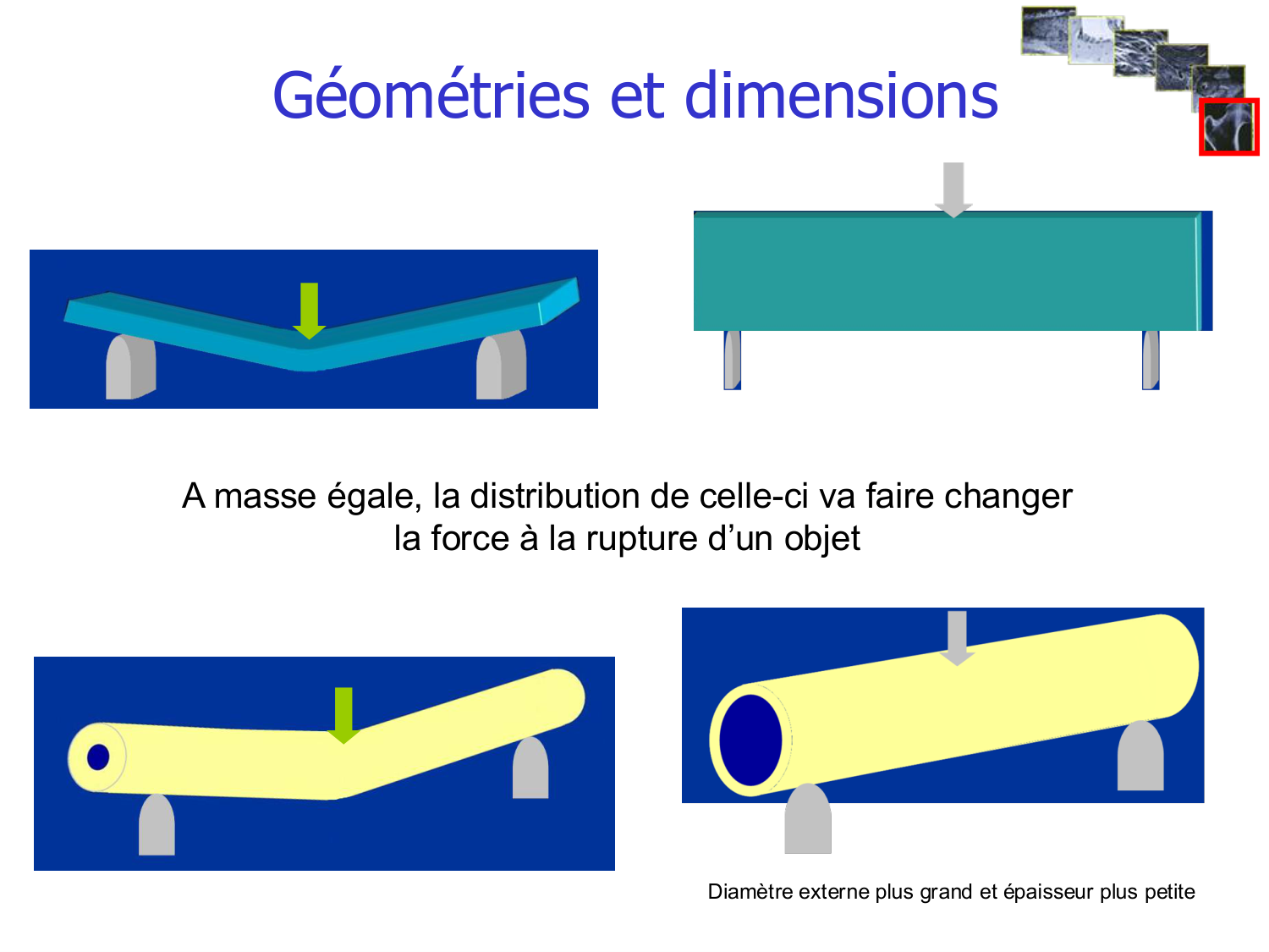 Structure et minéralisation osseuses page 16