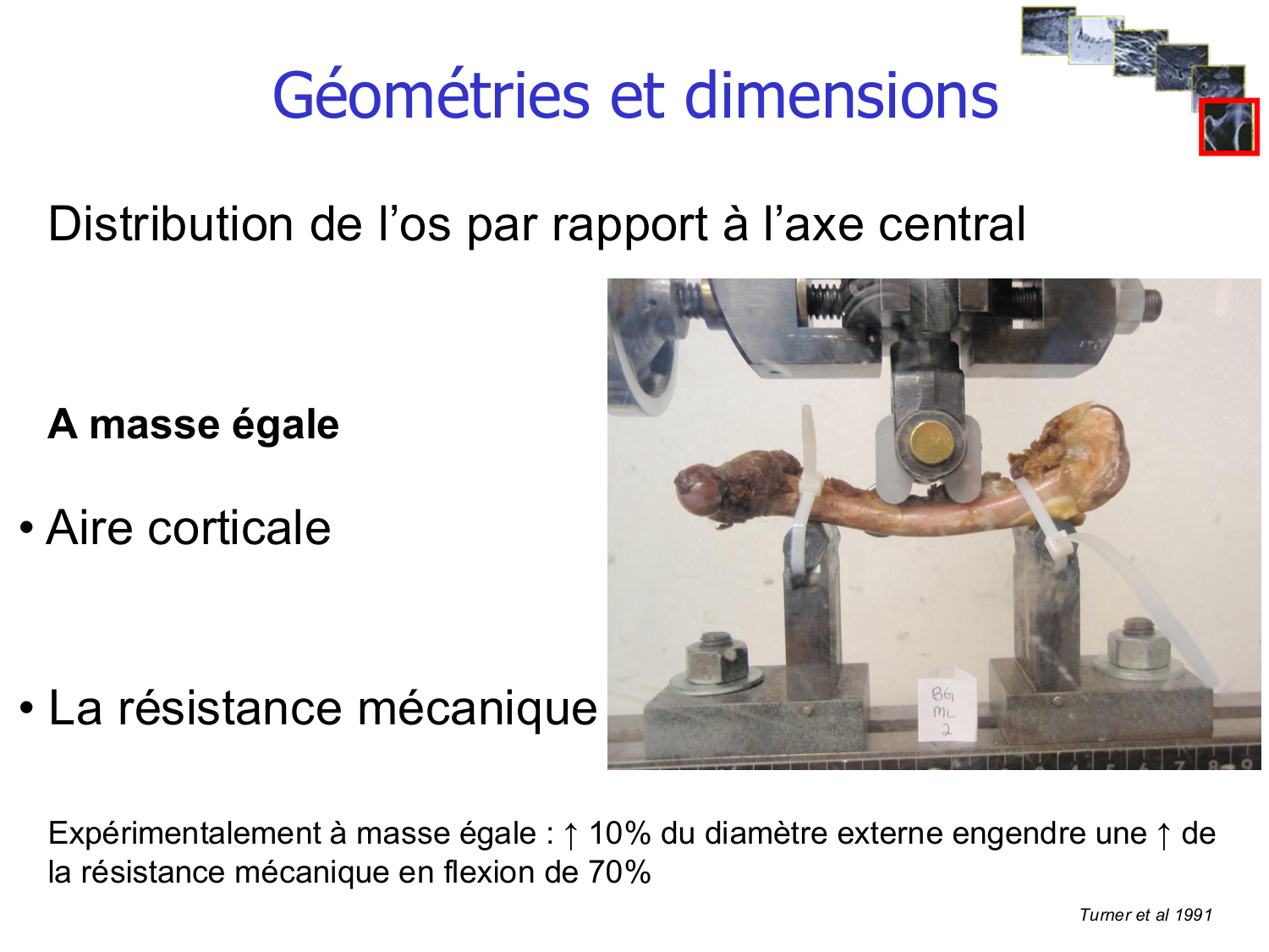 Structure et minéralisation osseuses page 17