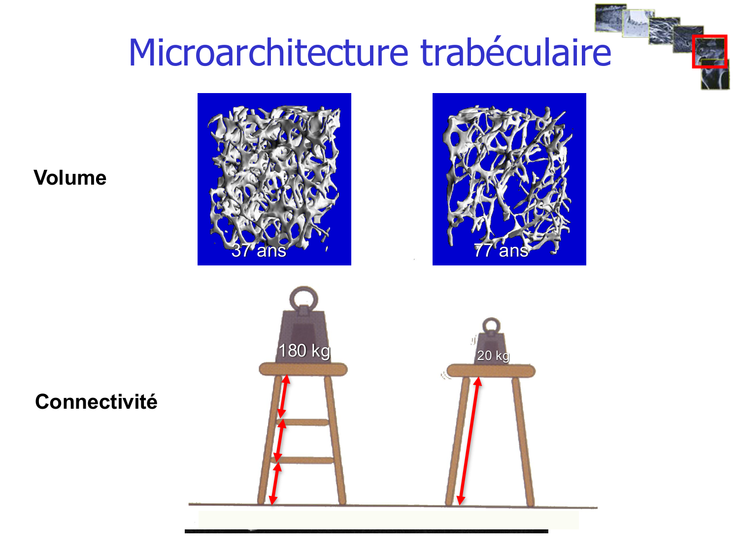 Structure et minéralisation osseuses page 21