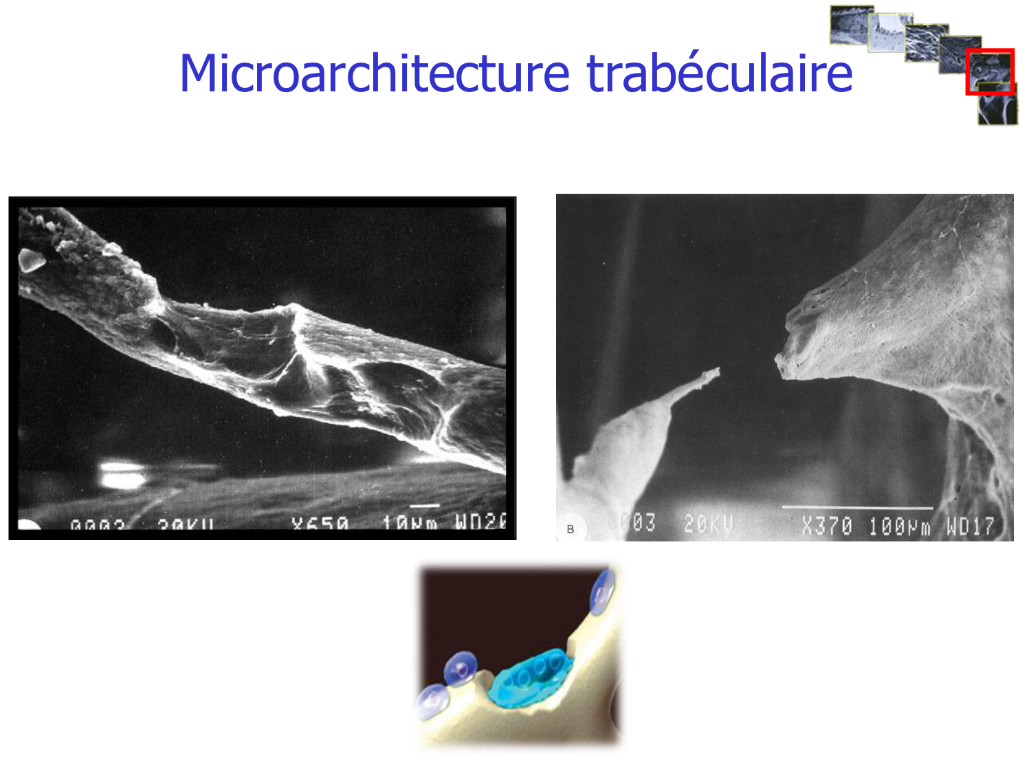 Structure et minéralisation osseuses page 22