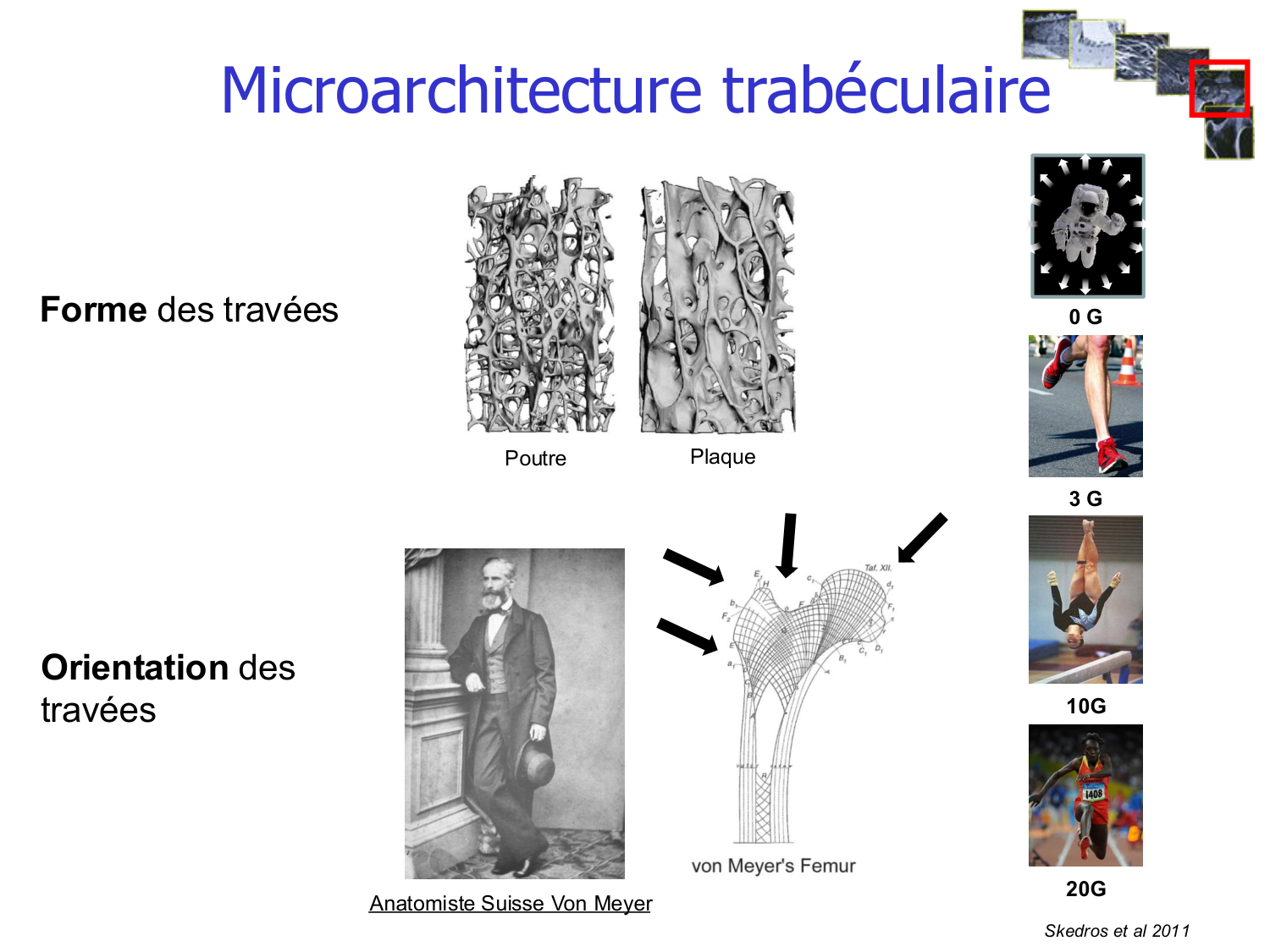 Structure et minéralisation osseuses page 23