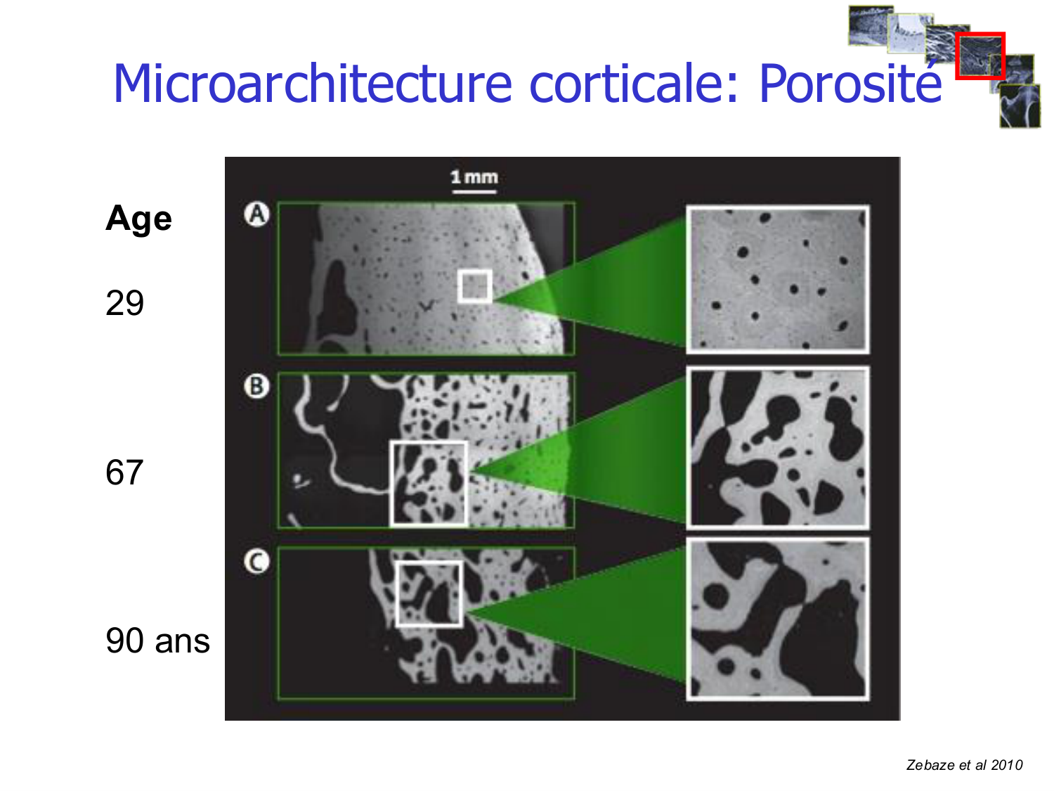Structure et minéralisation osseuses page 24