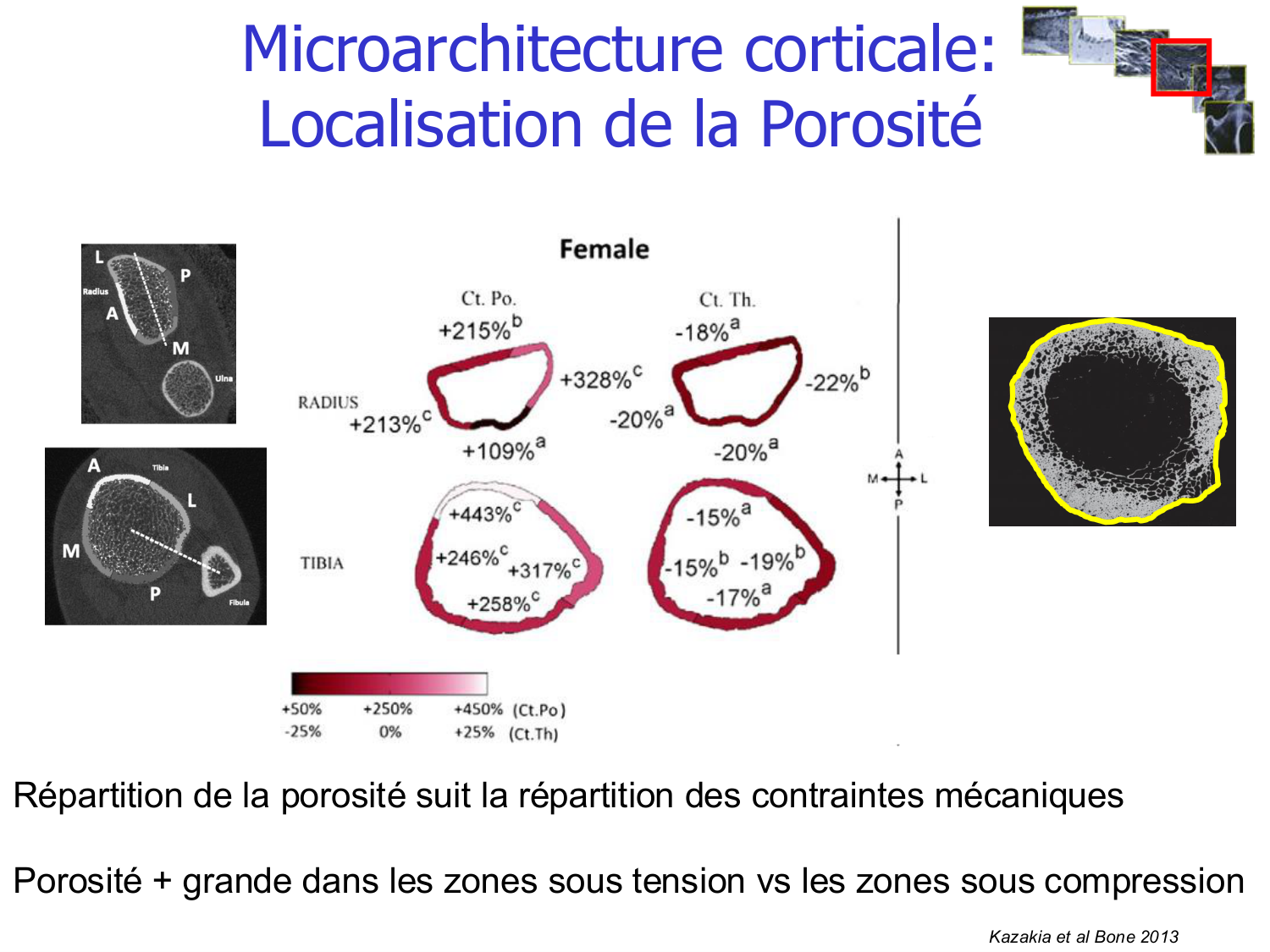 Structure et minéralisation osseuses page 25