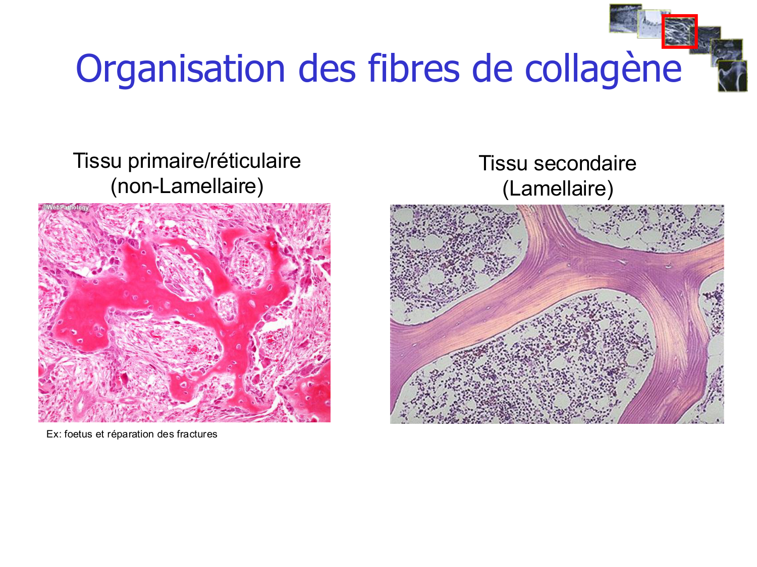 Structure et minéralisation osseuses page 27